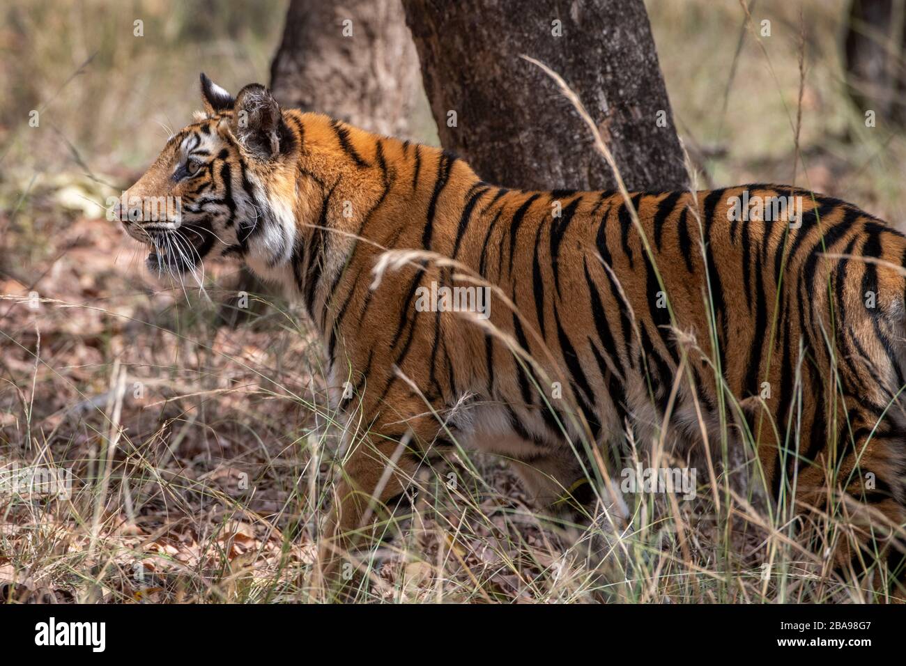 India, Madhya Pradesh, Bandhavgarh National Park. Young female Bengal tiger (WILD: Panthera tigris) endangered species. Stock Photo