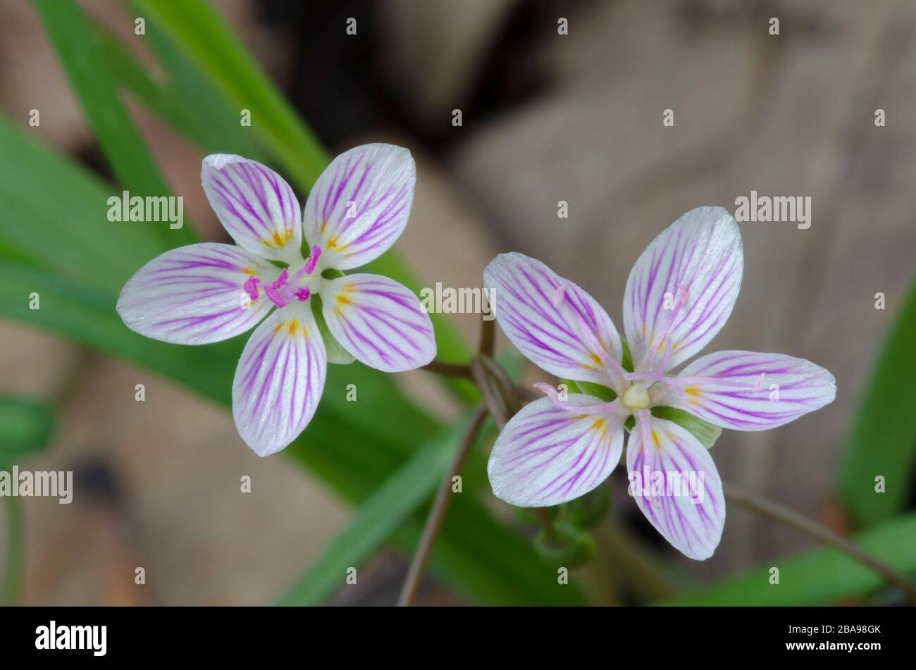 Spring Beauty, Claytonia virginica, blossoms Stock Photo