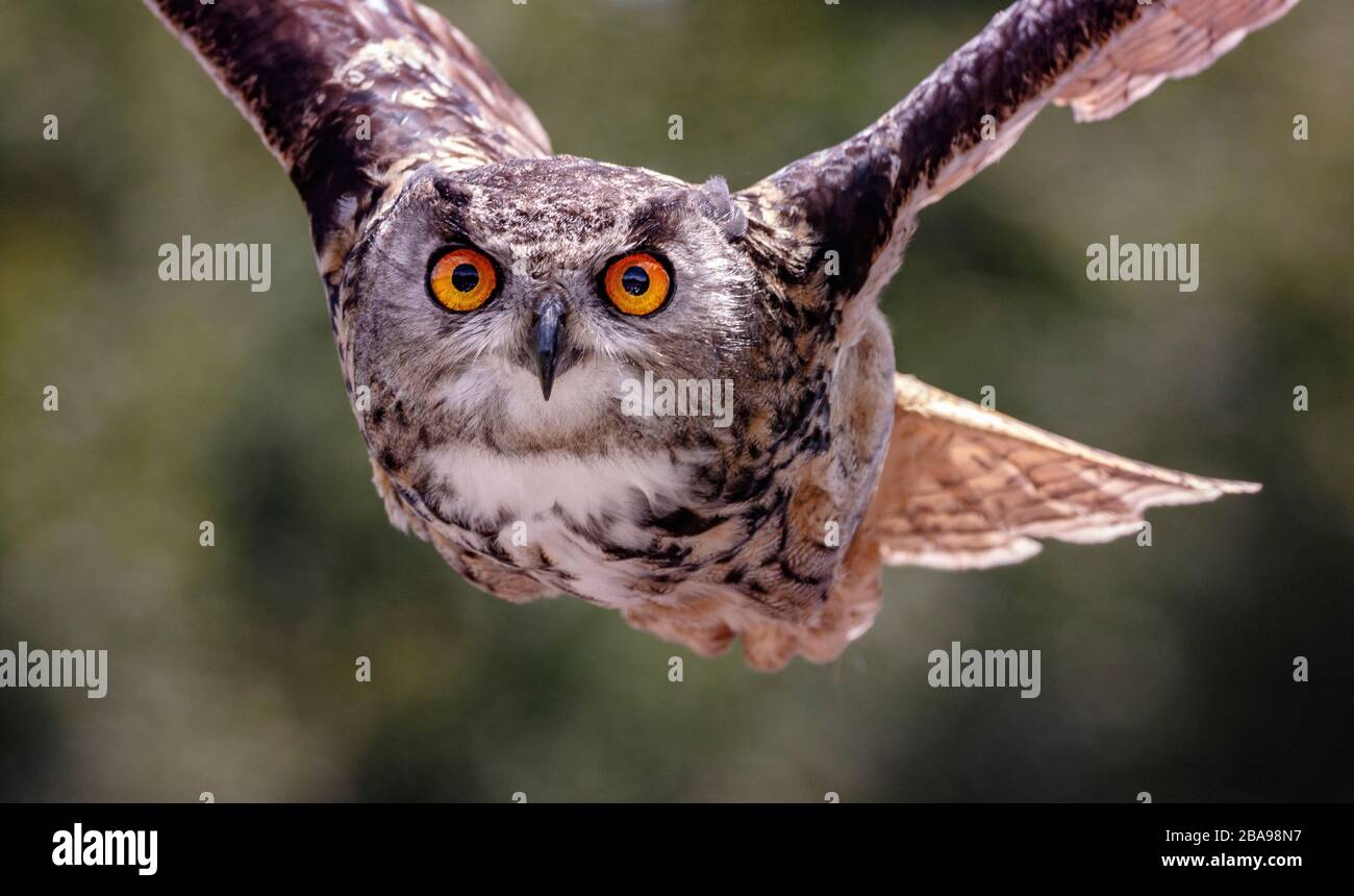 european eagle owl in full flight Stock Photo