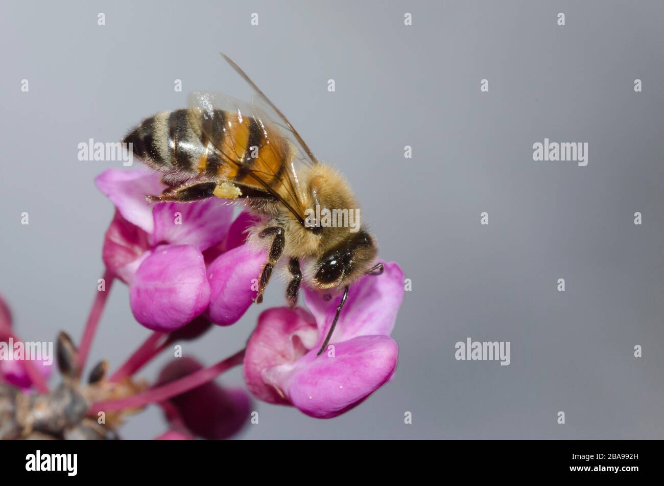 Honey Bee, Apis mellifera, foraging on Eastern Redbud, Cercis canadensis, blossoms Stock Photo