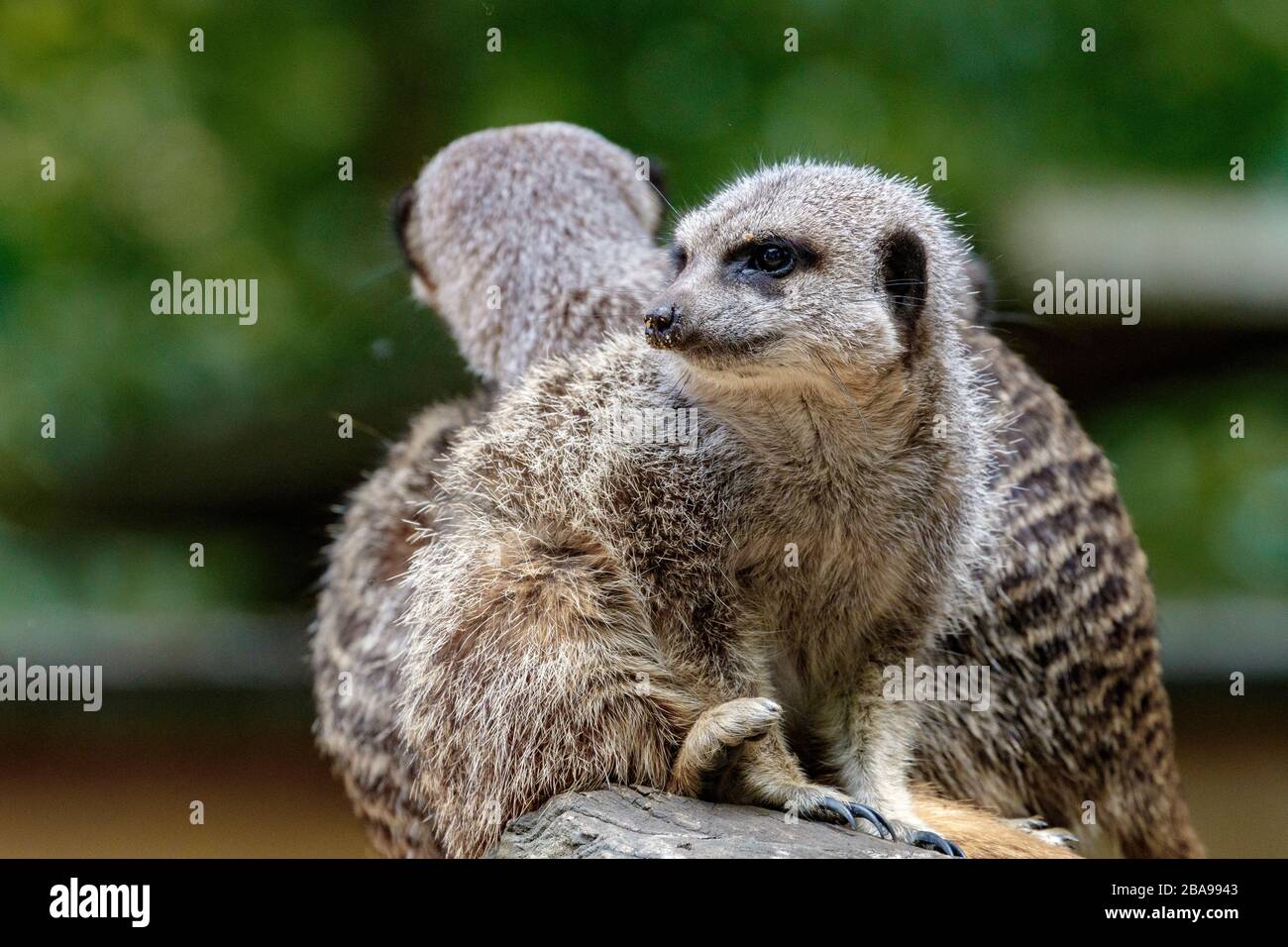 group of meerkat sitting on log Stock Photo