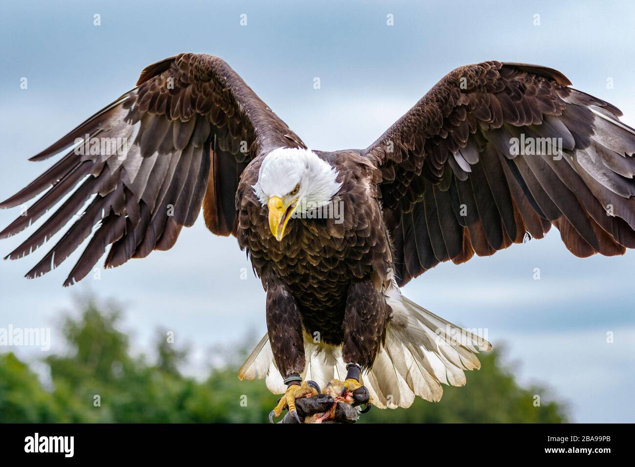 Bald Eagle landing on glove Stock Photo