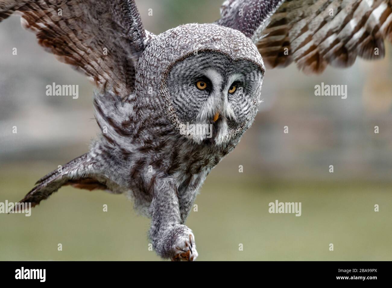 great grey owl coming in to land Stock Photo