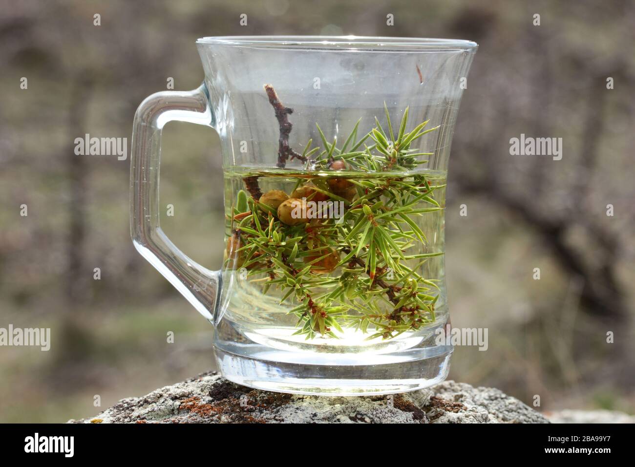 Juniper, Juniperus oxycedrus. Hot herbal tea Stock Photo - Alamy