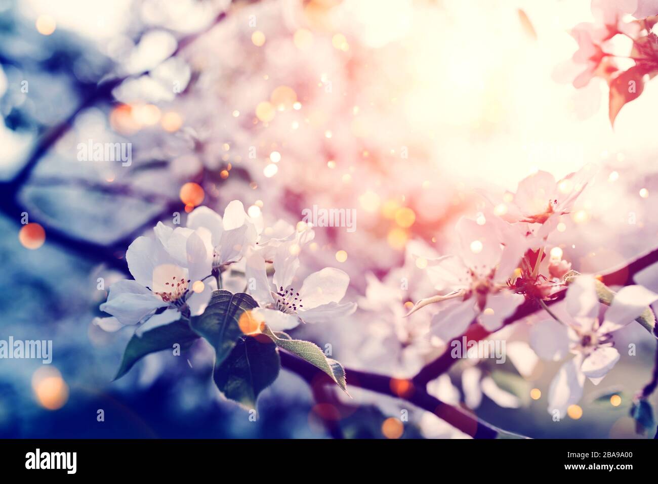 Beautiful apple blossom. Spring background with soft focus Stock Photo ...