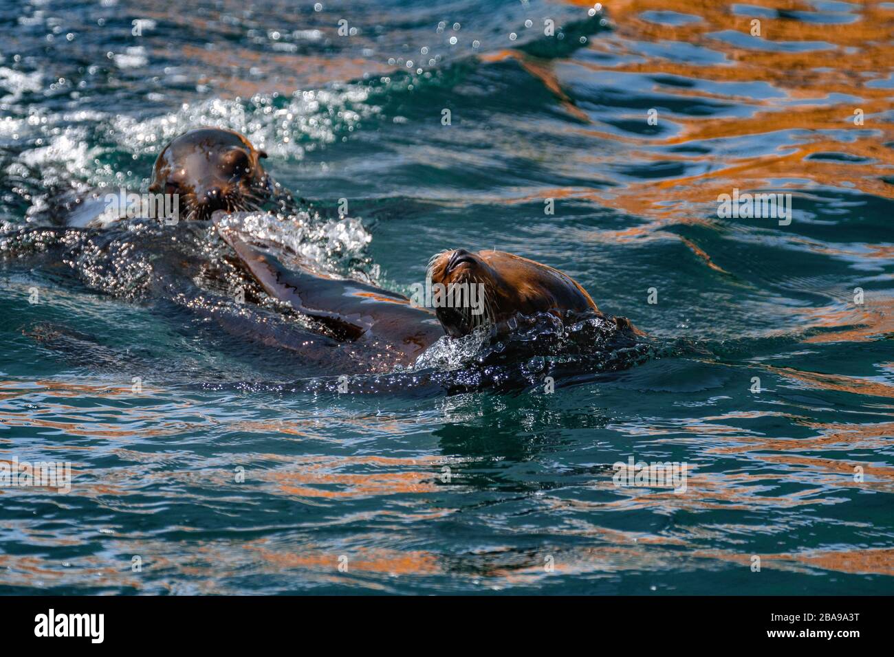 Californian Sea Lion swimming Stock Photo