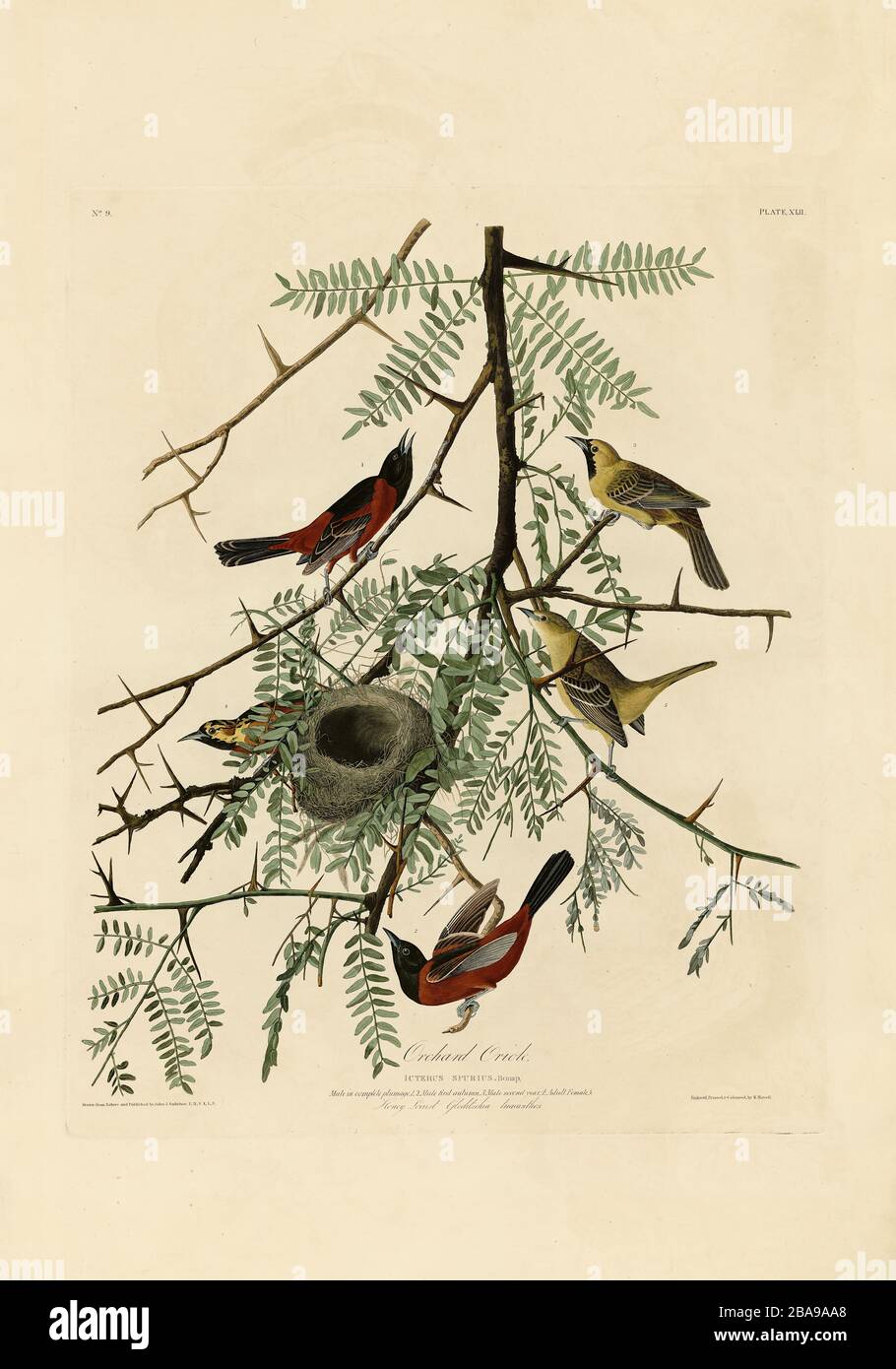 Plate 42 Orchard Oriole from The Birds of America folio (1827–1839) by John James Audubon - Very high resolution and quality edited image Stock Photo