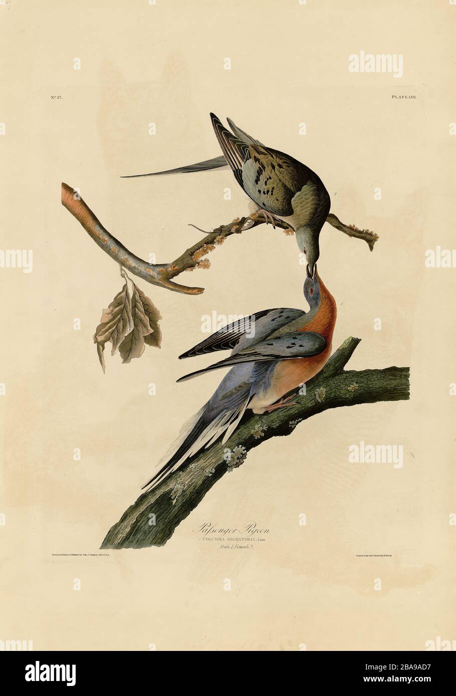 Plate 62 Passenger Pigeon from The Birds of America folio (1827–1839) by John James Audubon - Very high resolution and quality edited image Stock Photo