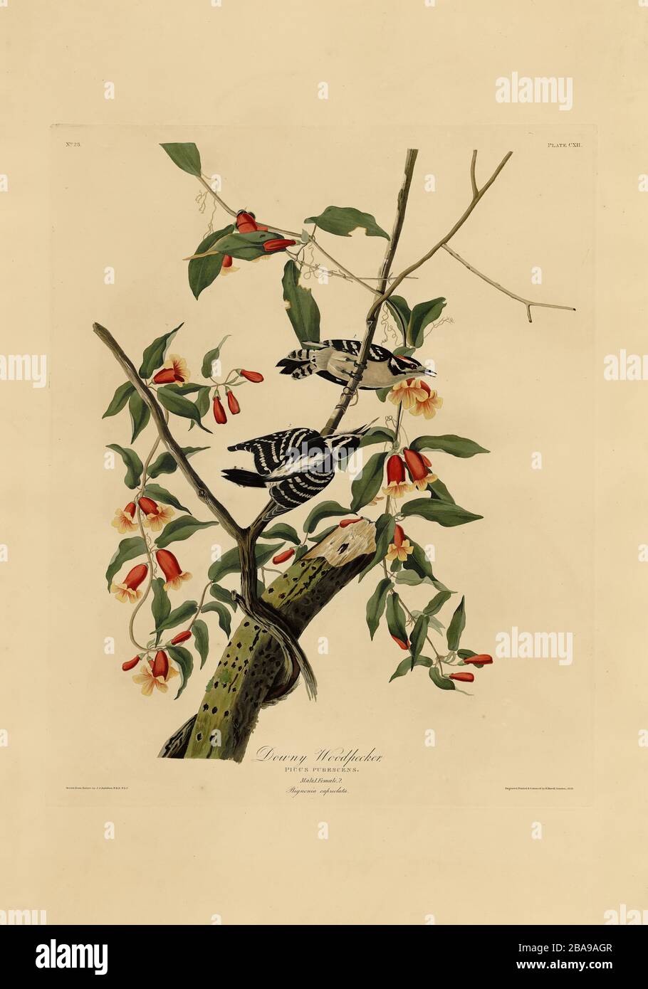 Plate 112 Downy Woodpecker from The Birds of America folio (1827–1839) by John James Audubon - Very high resolution and quality edited image Stock Photo