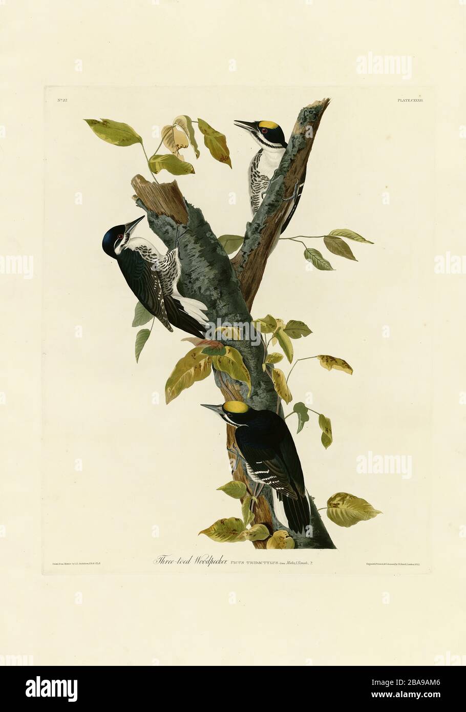 Plate 132 Three-toed (Black-backed) Woodpecker from The Birds of America (1827–1839) John James Audubon, Very high resolution and quality edited image Stock Photo