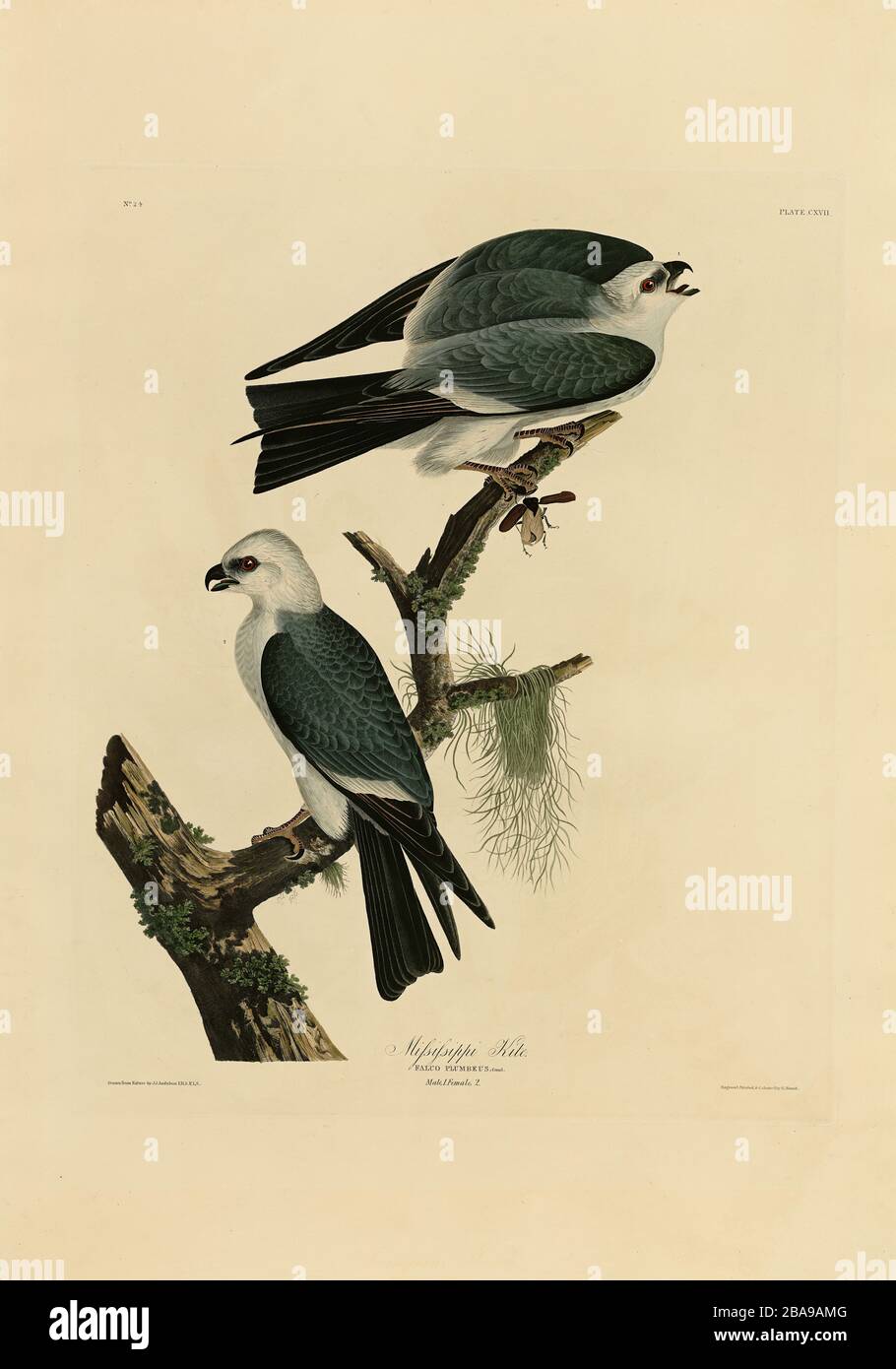 Plate 117 Mississippi Kite from The Birds of America folio (1827–1839) by John James Audubon - Very high resolution and quality edited image Stock Photo