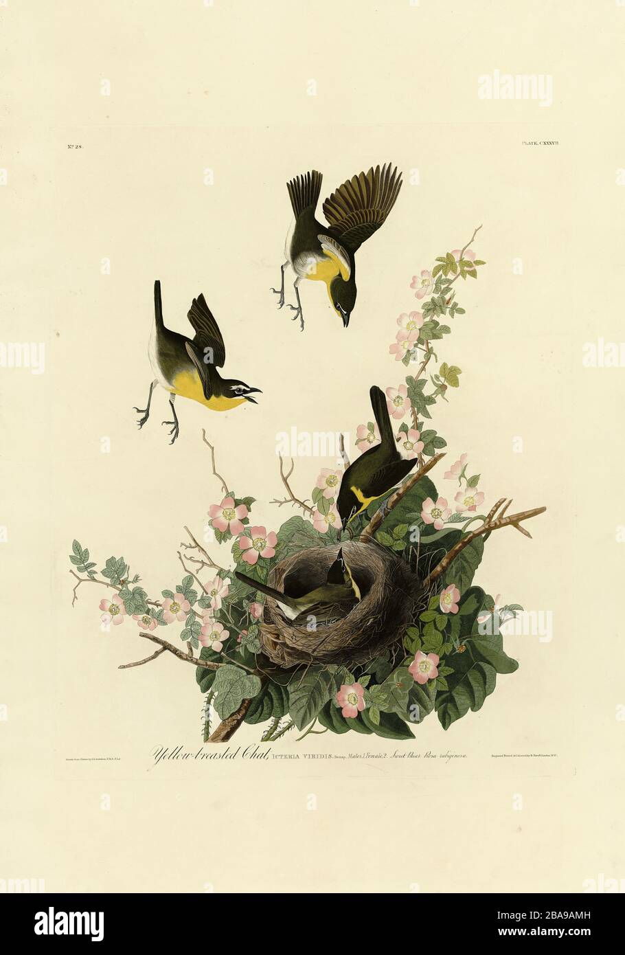 Plate 137 Yellow-breasted Chat from The Birds of America folio (1827–1839) by John James Audubon - Very high resolution and quality edited image Stock Photo