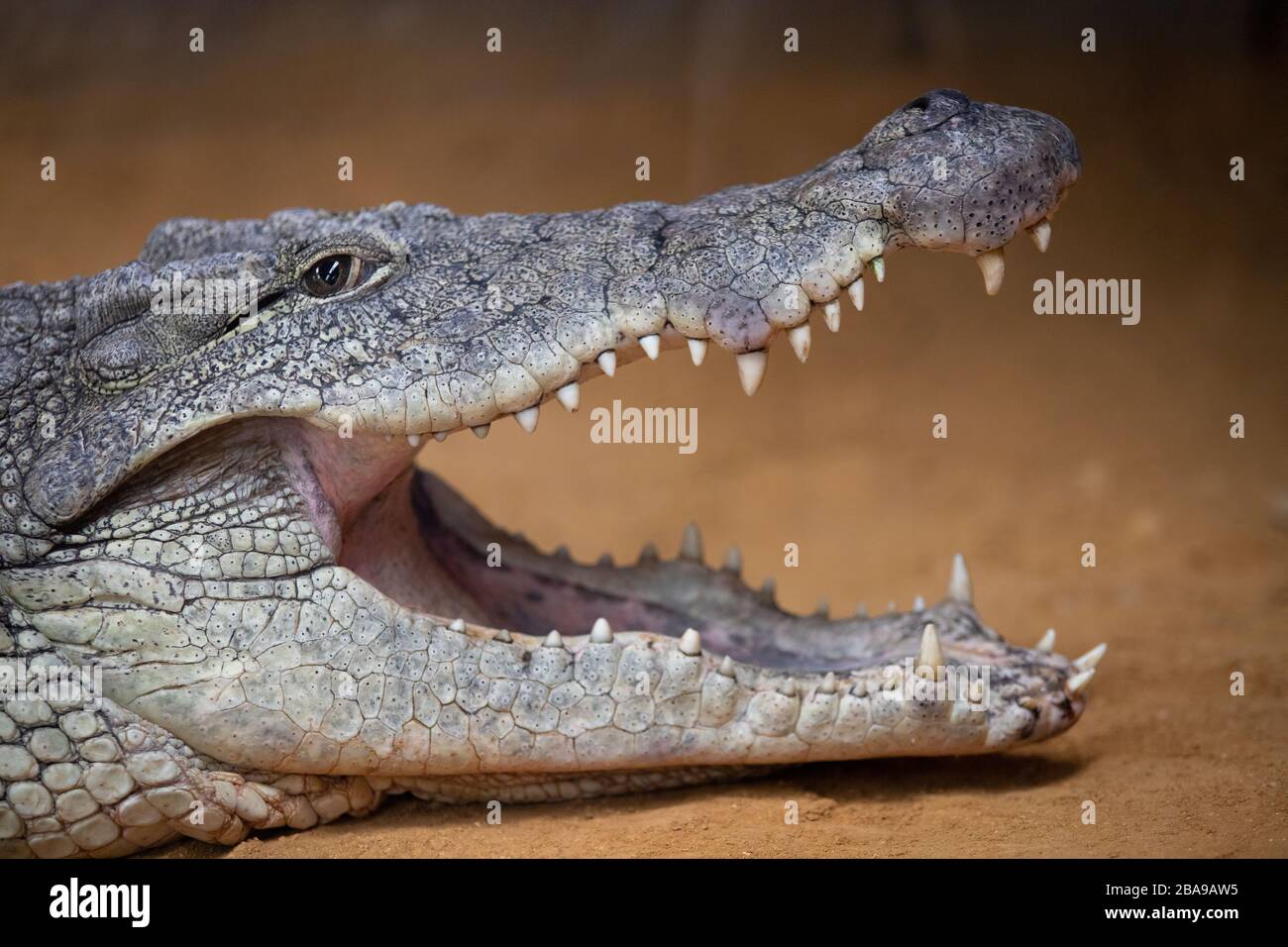 Portrait of a nile crocodile with open mouth resting on the sand Stock Photo