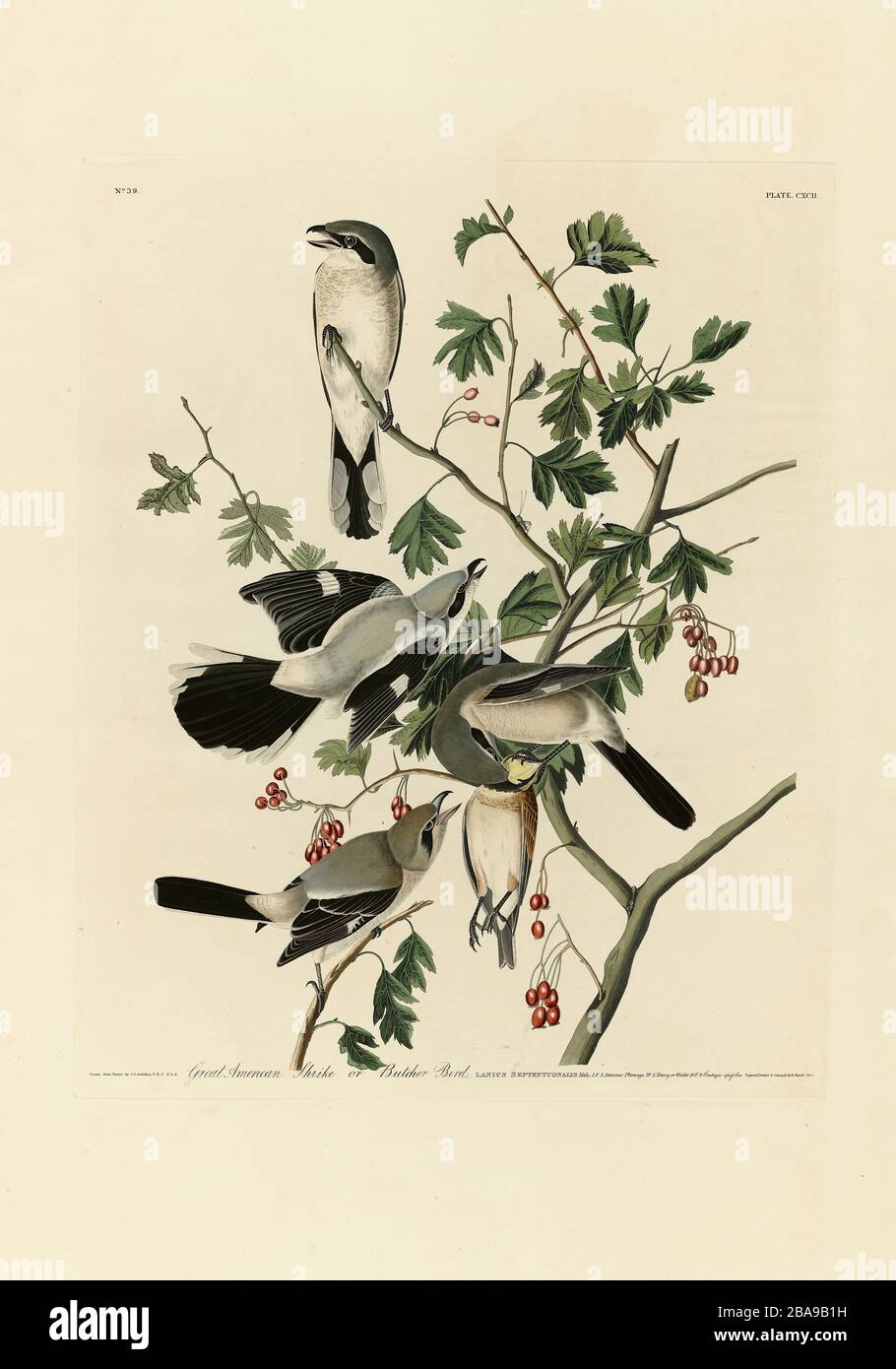Plate 192 Great American Shrike (Great Cinereous / Northern Shrike, Butcher Bird) Birds of America, John James Audubon, High quality  resolution image Stock Photo