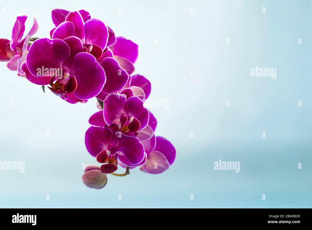Purple orchid, flowering stalk close-up. Daylight, light background. Stock Photo