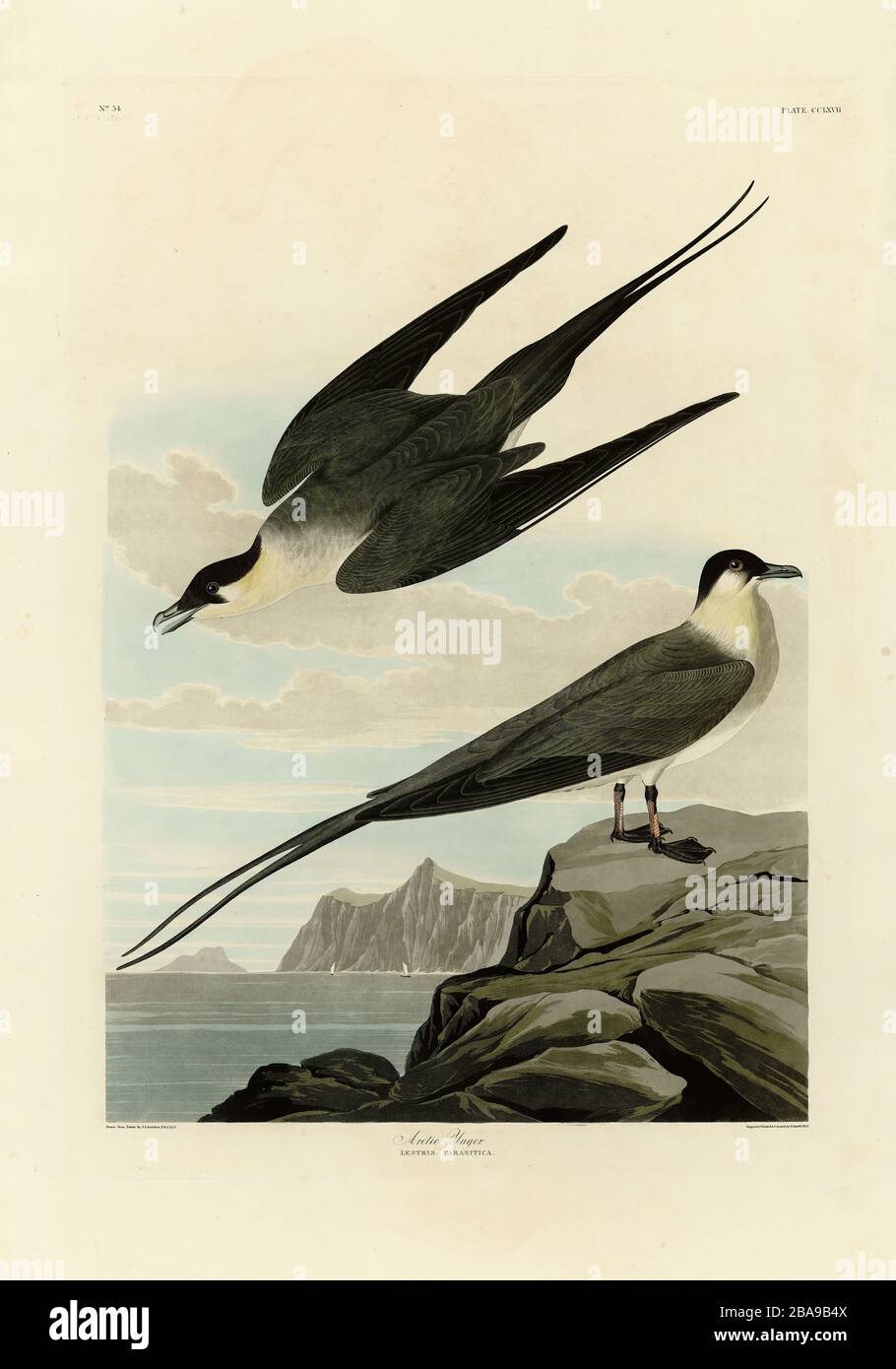 Plate 267 Arctic Yager (Long-tailed Jaeger) The Birds of America folio (1827–1839) John James Audubon - Very high resolution and quality edited image Stock Photo