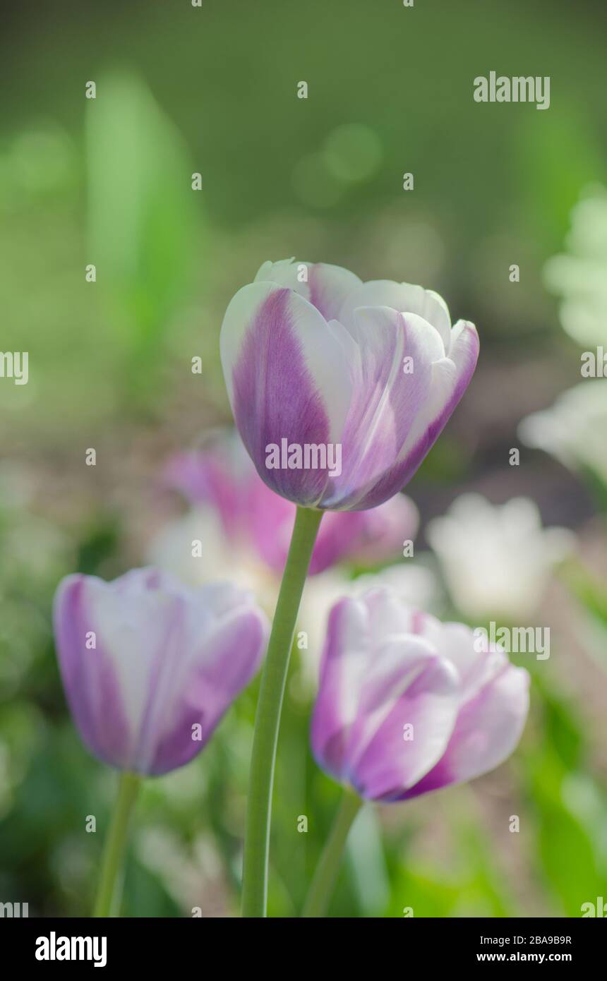 Purpe tulip edged with shades of creamy white. Tulip variety Siesta Stock Photo