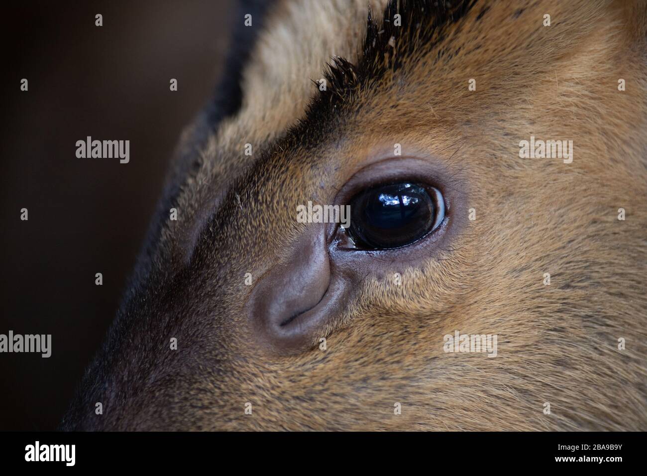 Close up detail of the eye of a muntjac and its ocular scent gland