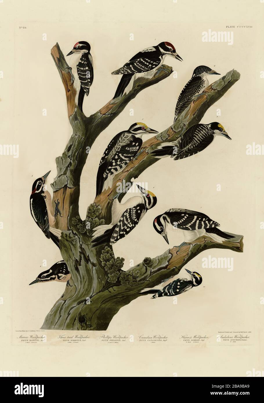 Plate 417 Maria's Woodpecker, other Woodpeckers, The Birds of America folio (1827–1839) John James Audubon, Very high resolution  quality edited image Stock Photo