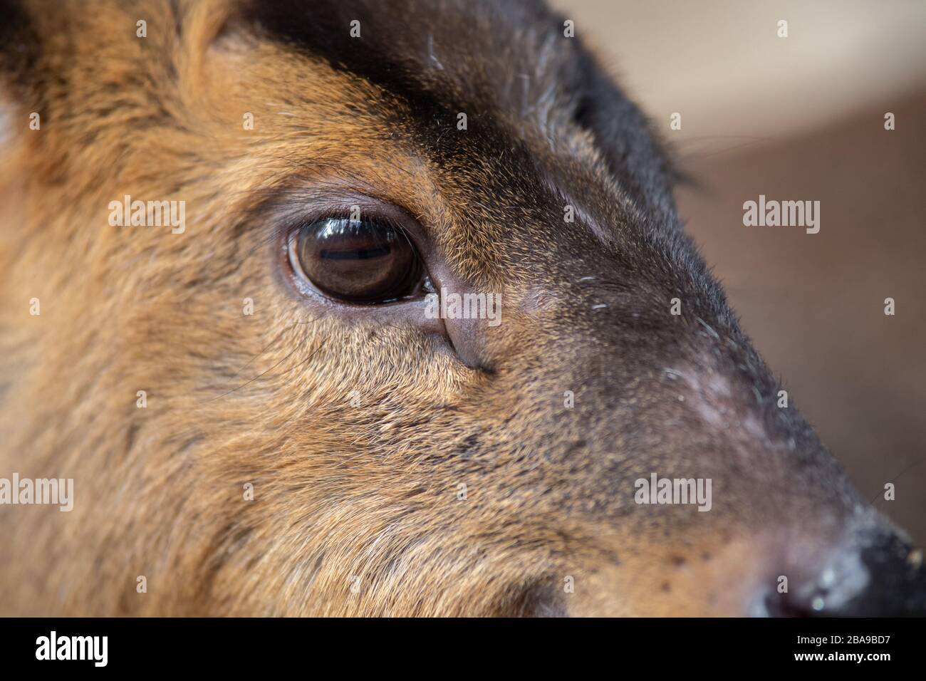 Detail of the eye of a muntjac and its ocular scent gland Stock Photo