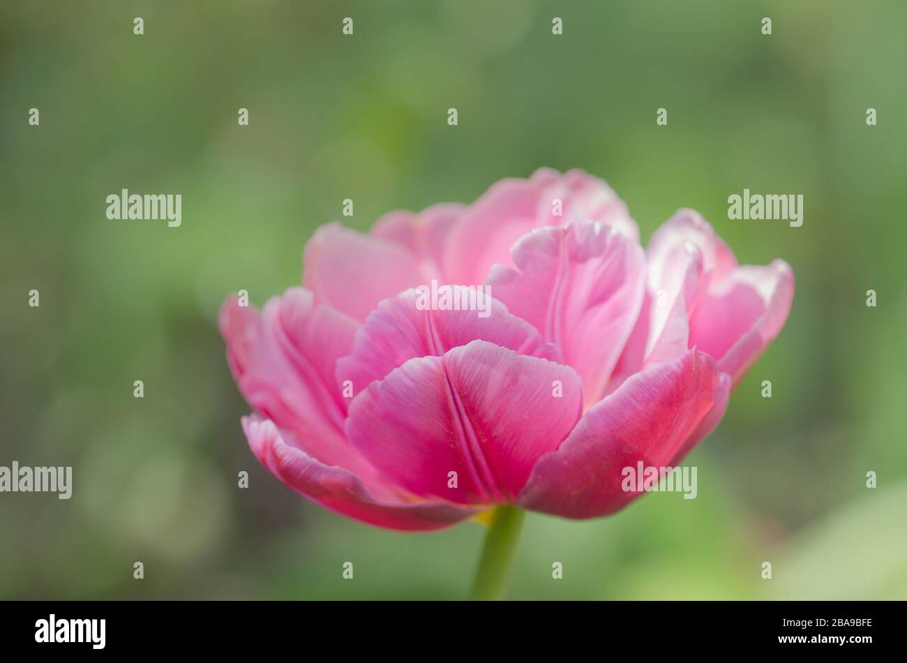 Double pink peony tulip Double Shirley in garden. Pink peony flowered double tulip. Stock Photo