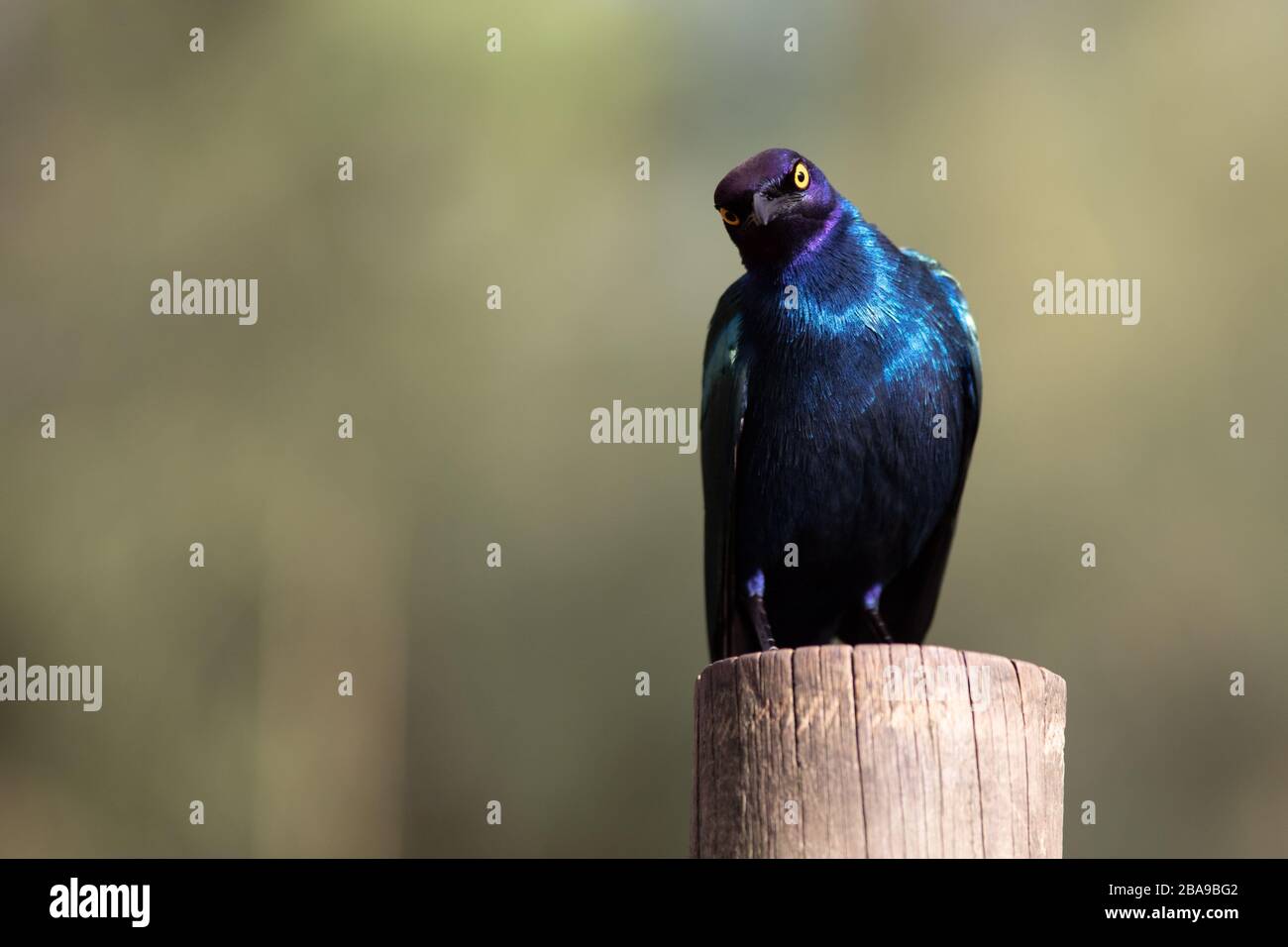 The Cape starling, red-shouldered glossy-starling or Cape glossy starling on a log Stock Photo