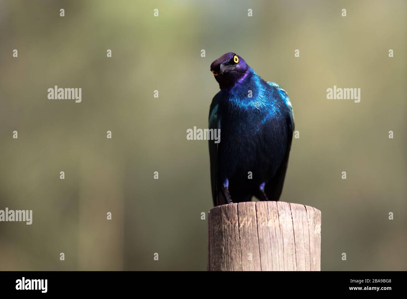 The Cape starling, red-shouldered glossy-starling or Cape glossy starling on a log Stock Photo
