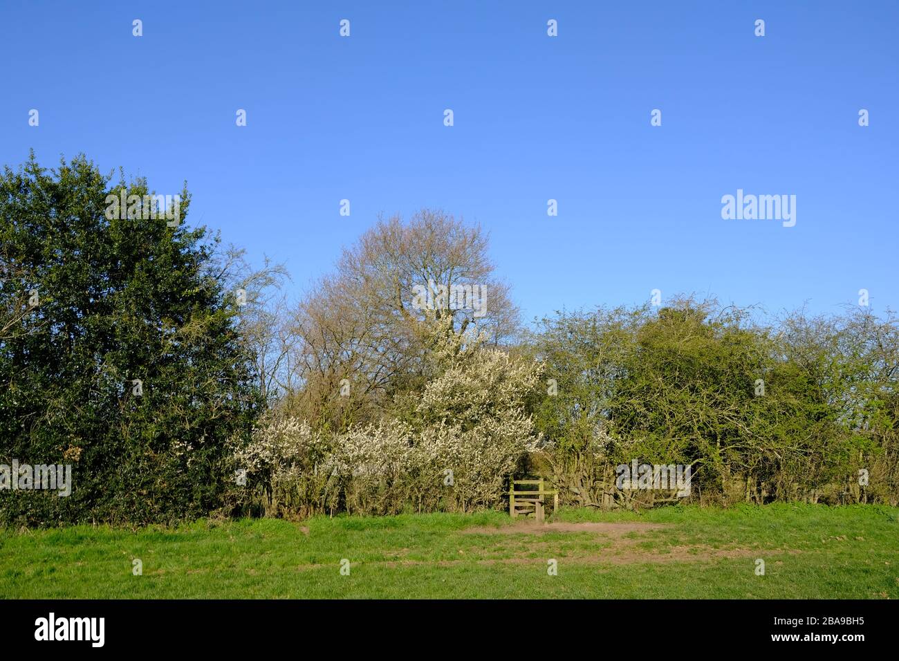 Black Thorn, Spring Flowering, Prunus spinosa, Common Hedgerow Tree, Deciduous, Fruit called Sloes, White Flower, Yellow Lichen, Dicolyte Stock Photo