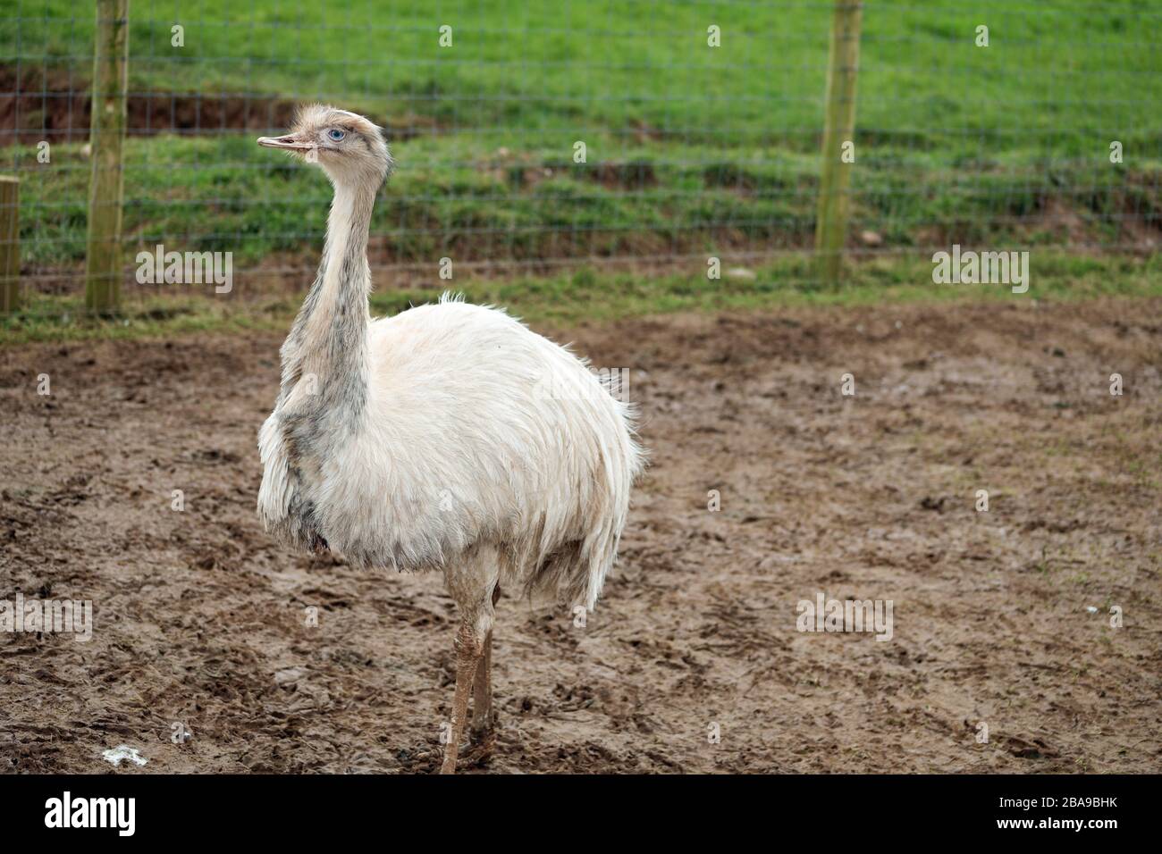 A white, blue eyed Emu, standing proud at Greendale, near Exeter in Devon Stock Photo