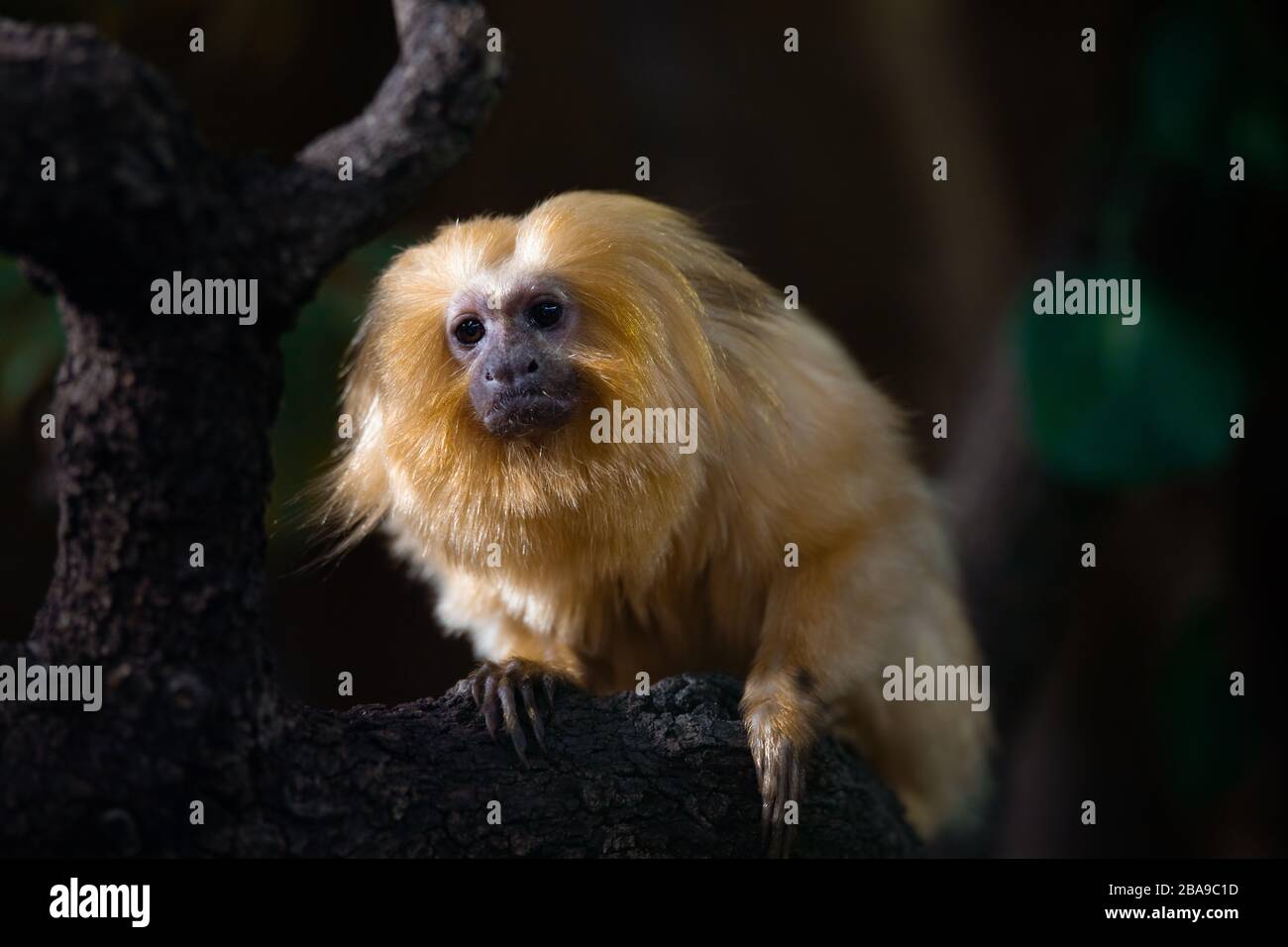 Portrait of a cute Golden Lion Tamarin in the dark Stock Photo