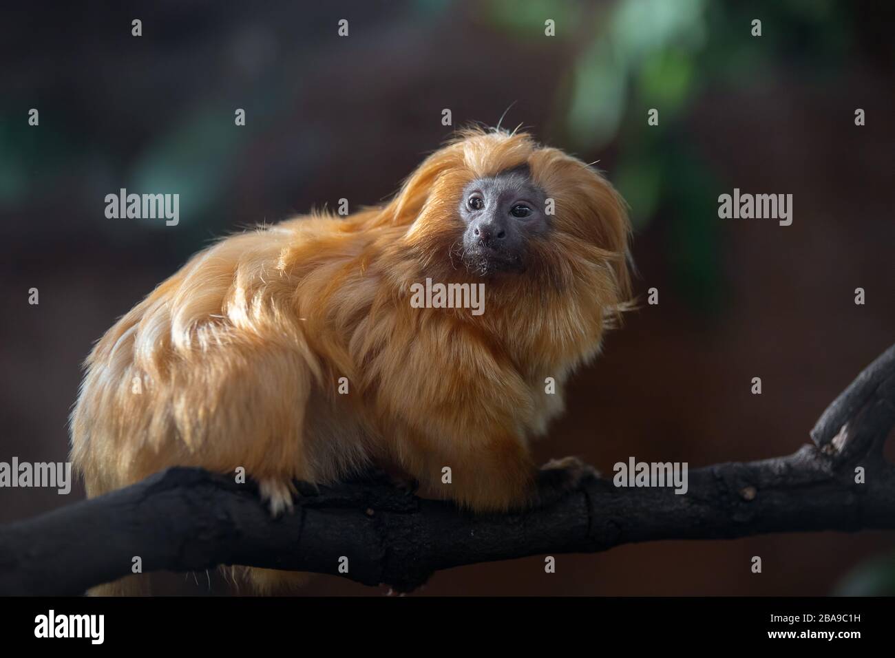 Portrait of a cute Golden Lion Tamarin in the dark Stock Photo
