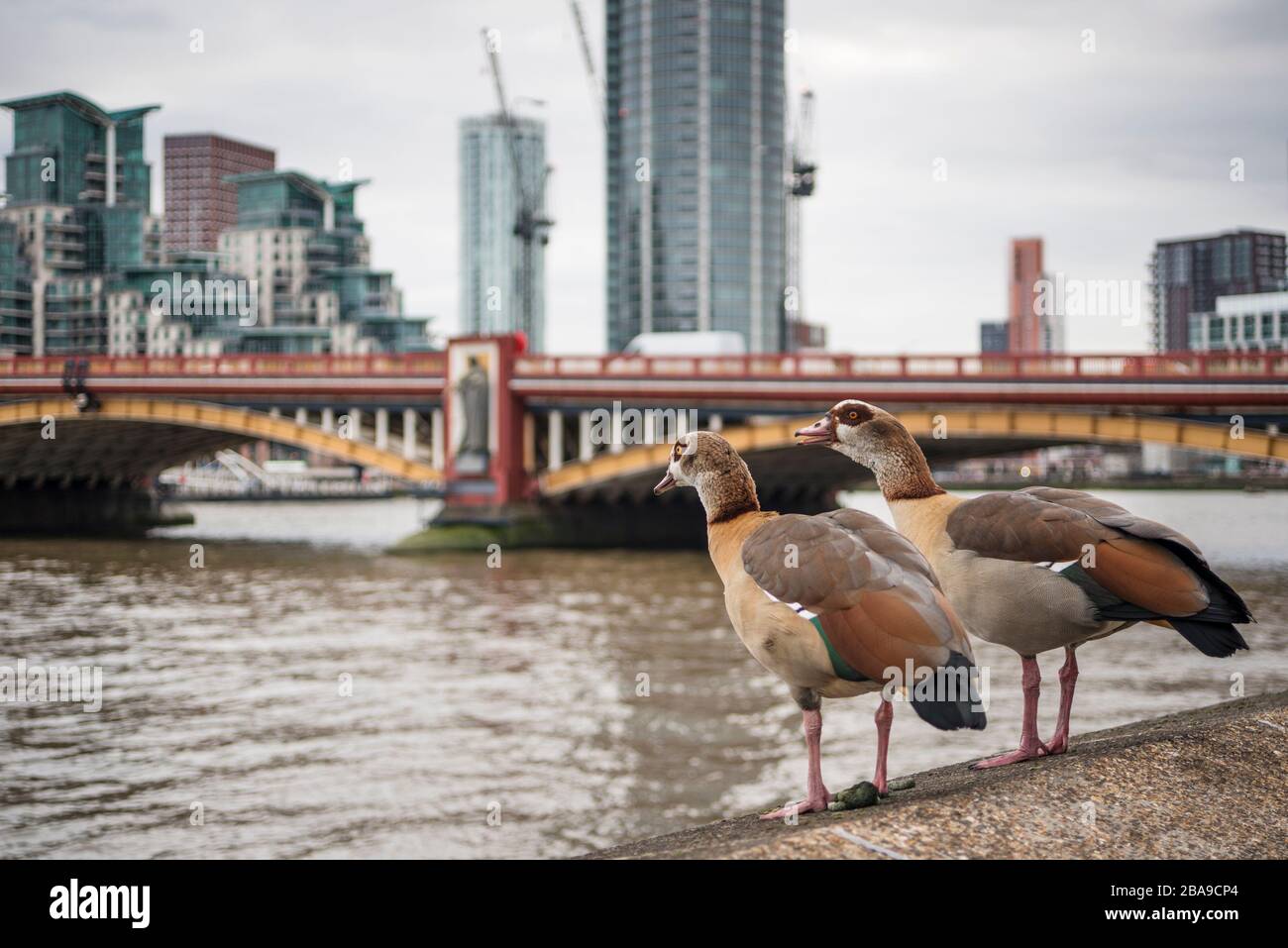 Two Egyptian geese by River Thames, London, UK.  These geese were  introduced as an ornamental wildfowl species and have  escaped into the wild. Stock Photo