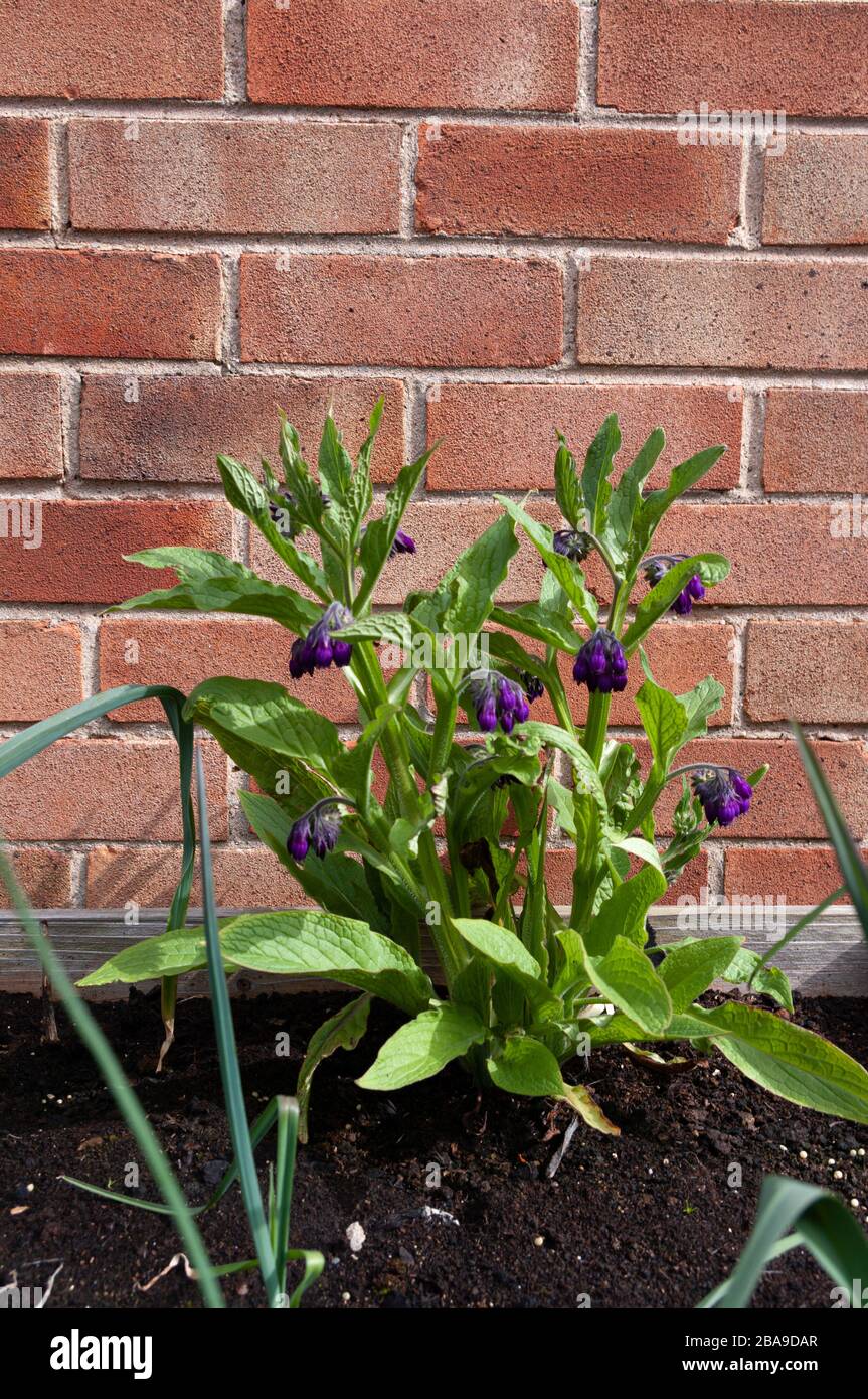 Purple comfrey plant growing in herb garden with brick wall behind and space above for copy. Stock Photo