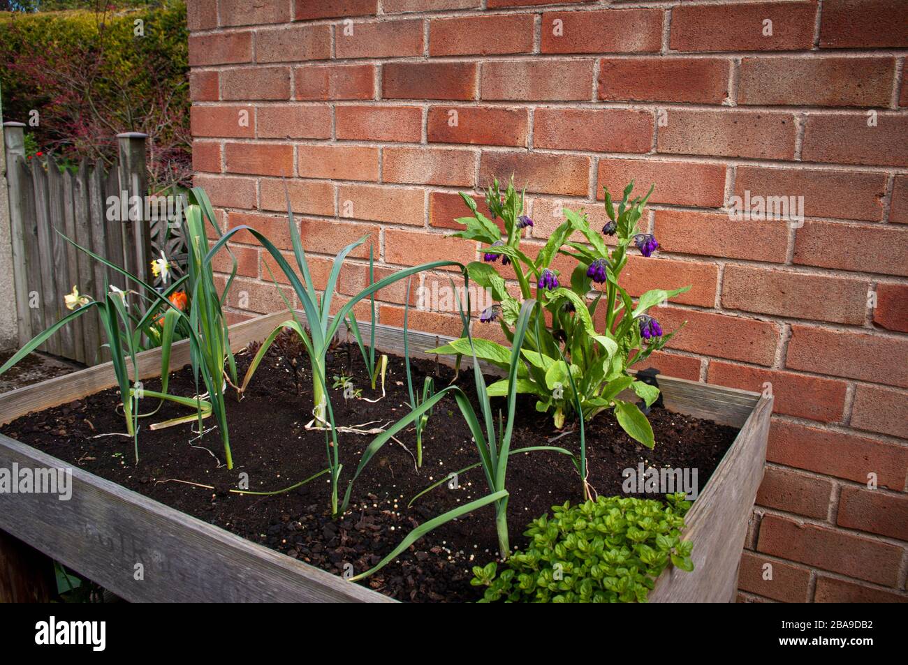 Planter with leeks, comfrey and marjoram with brick wall behind. Stock Photo