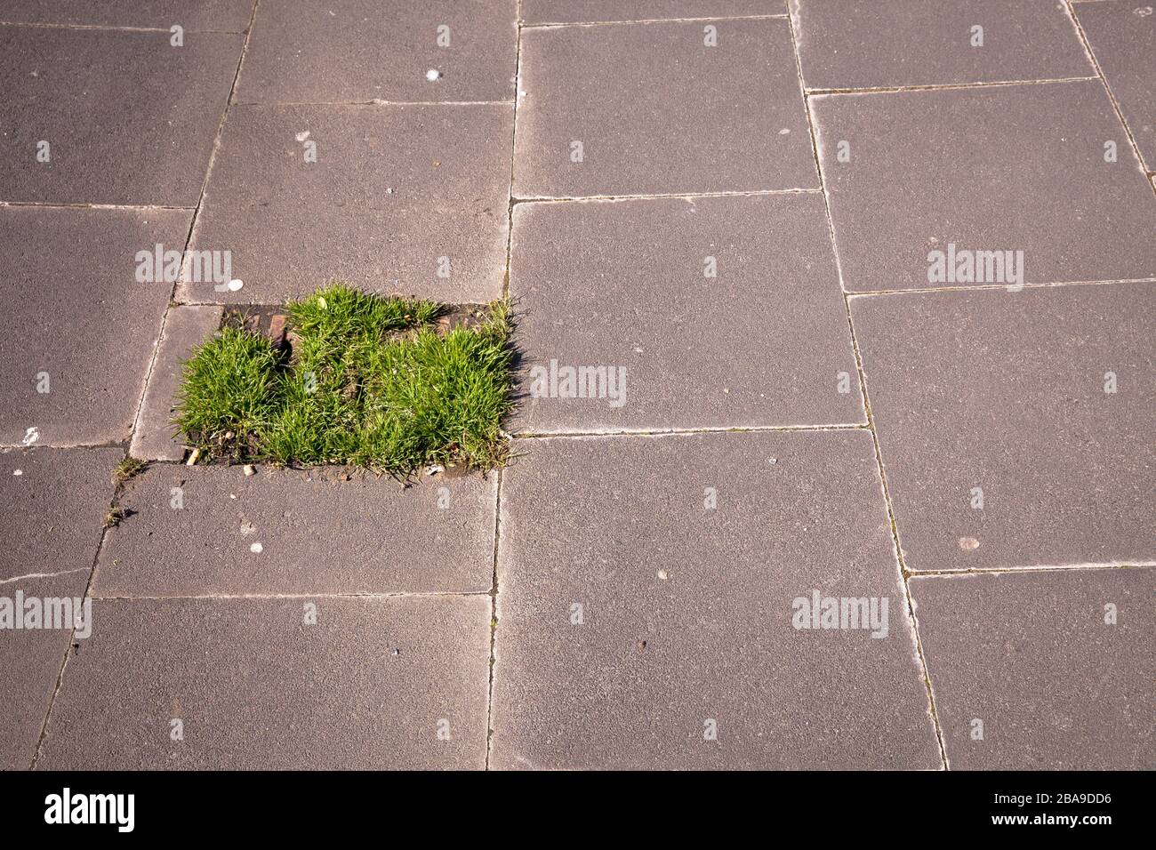 a patch of lawn in a plated area, paving tiles, Cologne, Germany.  ein Stueck Rasen in einer plattierten Flaeche, Bodenplatten, Koeln, Deutschland. Stock Photo