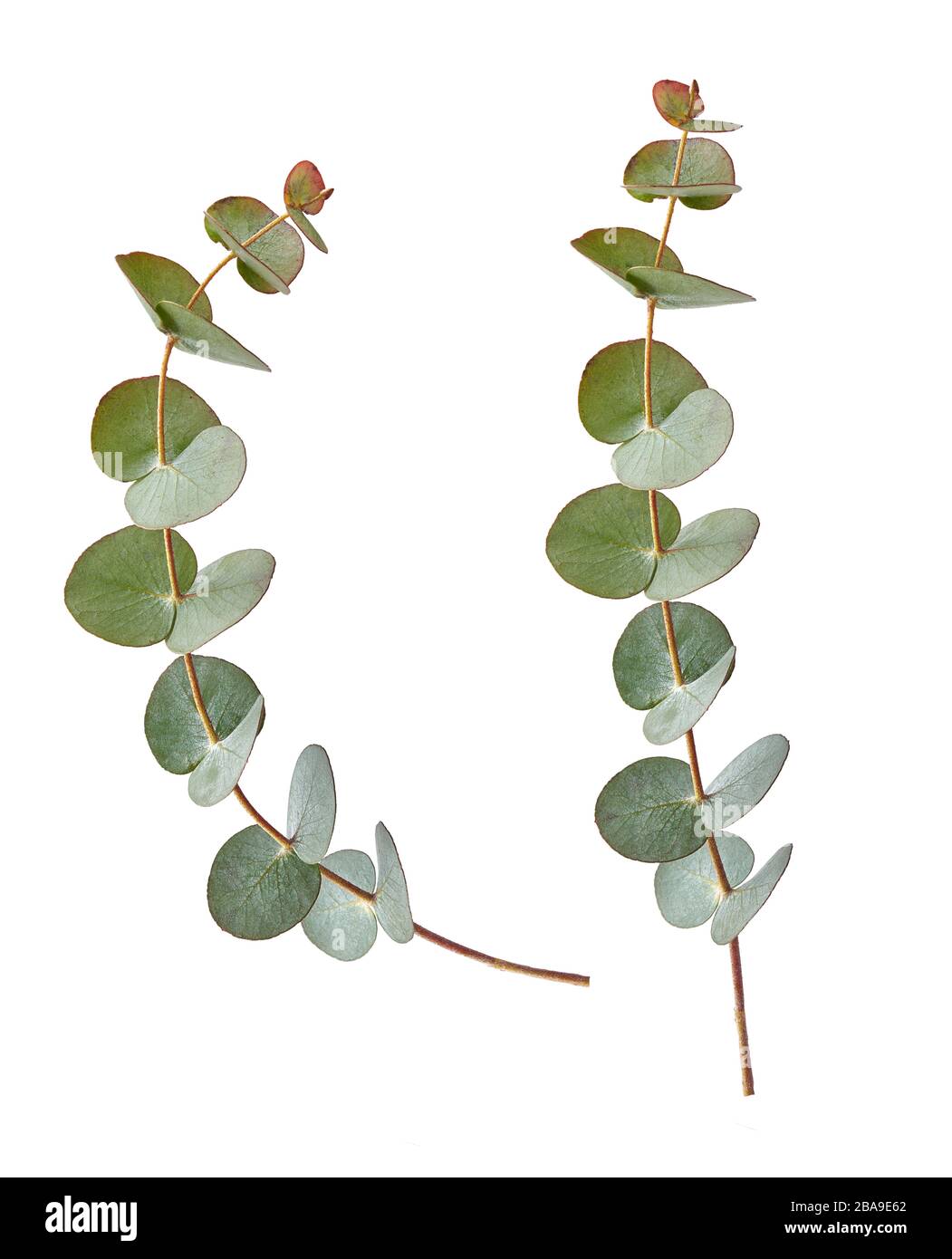 Two Eucalyptus branches isolated on white background Stock Photo Alamy