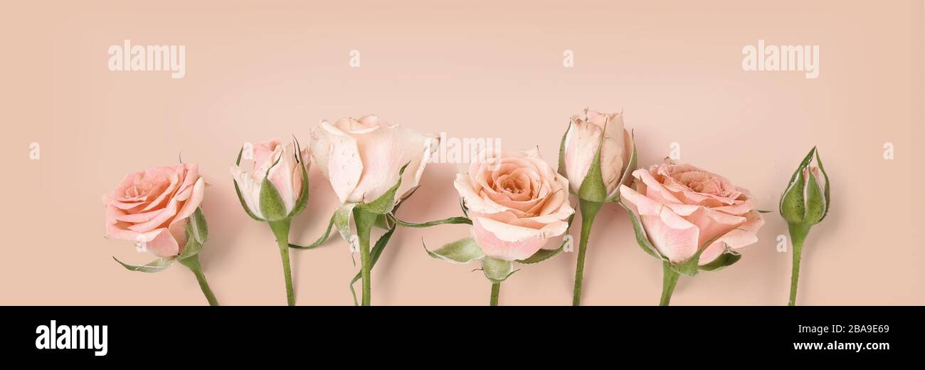 Pink roses on warm rose color background. Holiday flower background for invitation, banner Stock Photo