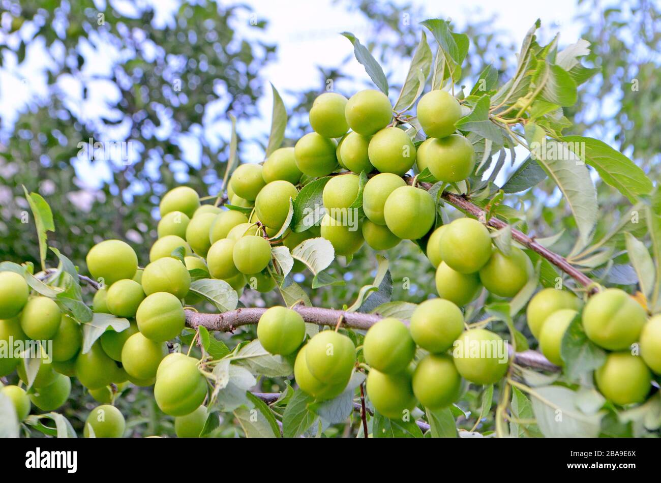 Green plums in a garden. Plum tree with unripe fruits Stock Photo Alamy