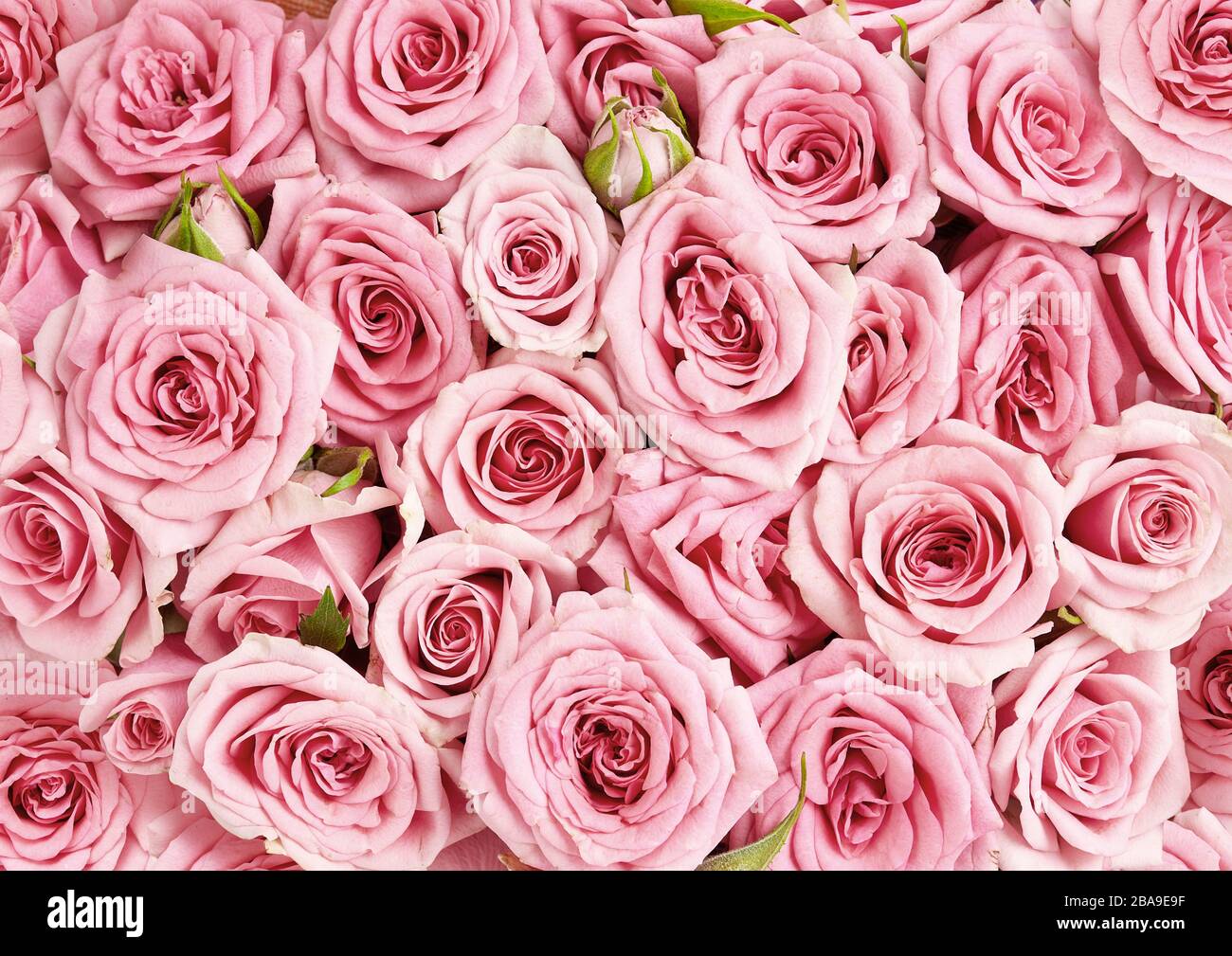 Background image of pink roses. Top view of rose flowers Stock Photo