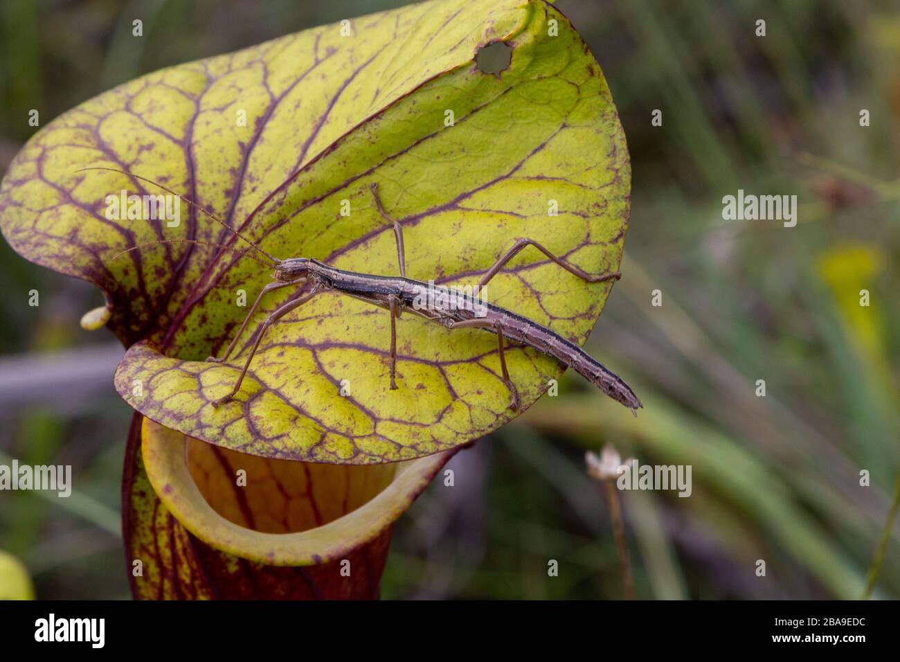 Stick Insect on Sarracenia flava in Liberty County, Florida,USA Stock