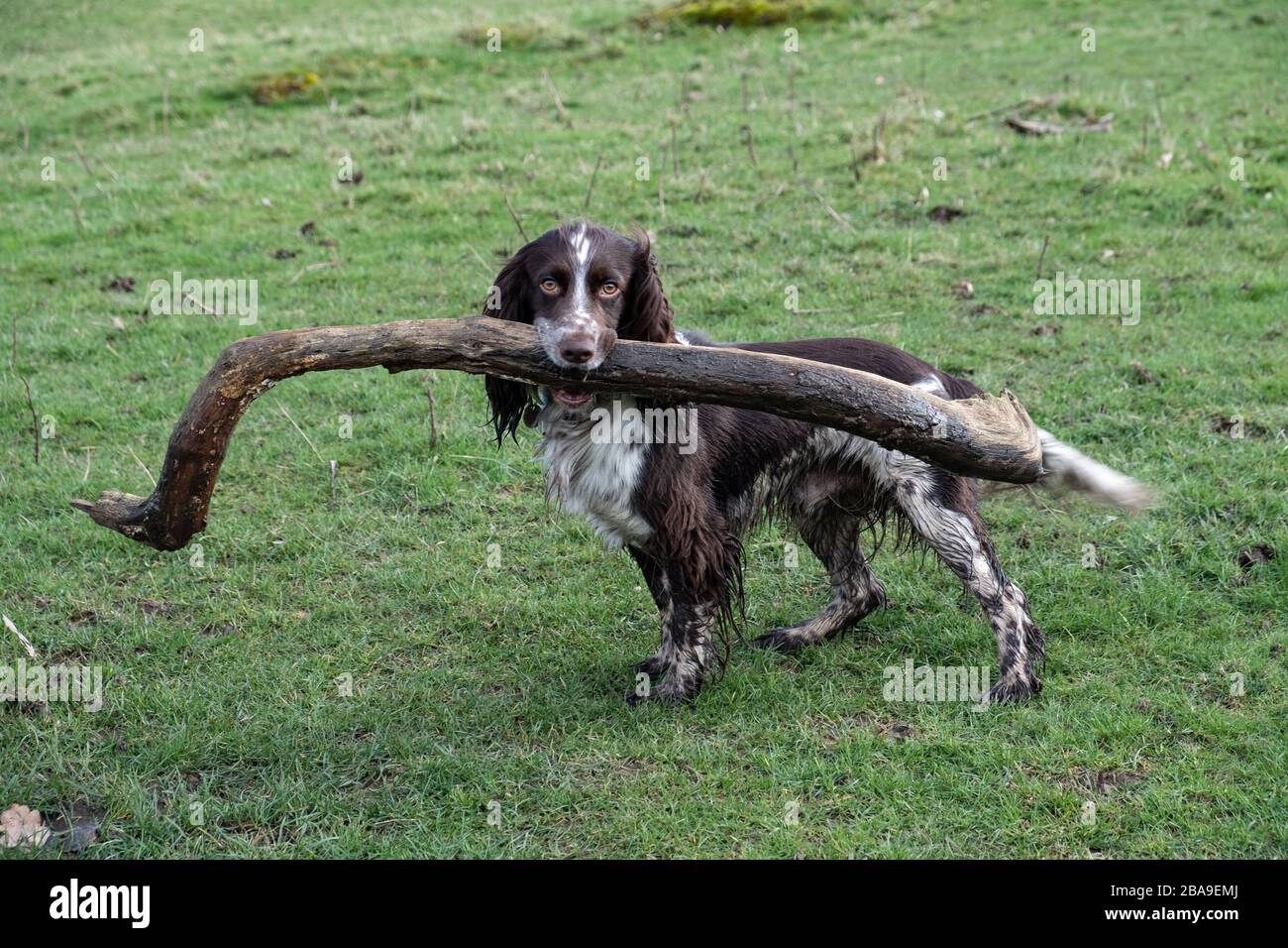 Working Cocker Spaniel 'Bertie' with large stick in field Stock Photo