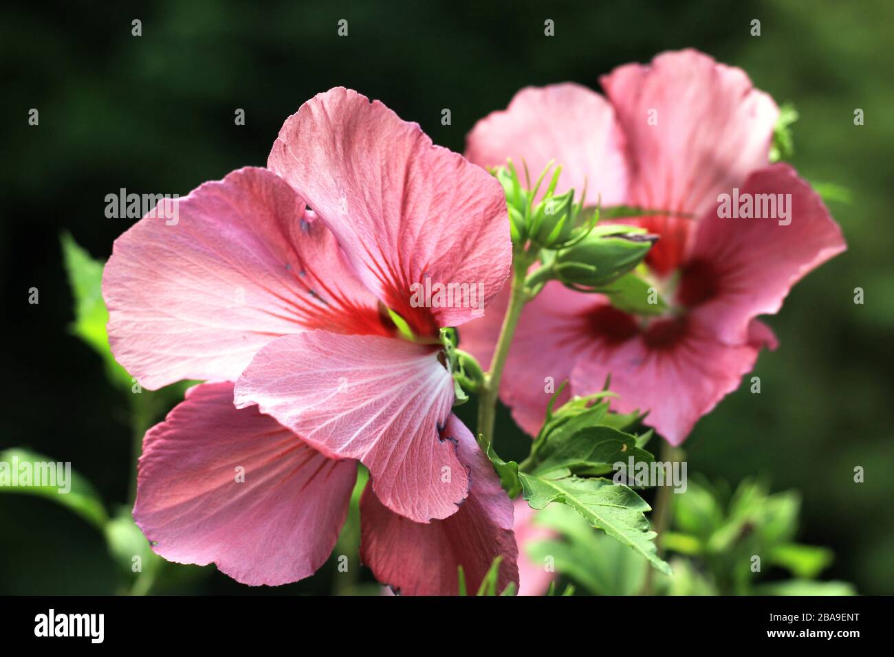 Pink hibiscus flowers hi-res stock photography and images - Alamy