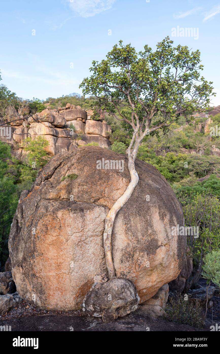 The unique granite landscape of the Matobo hills in Zimbabwe's Matobo ...