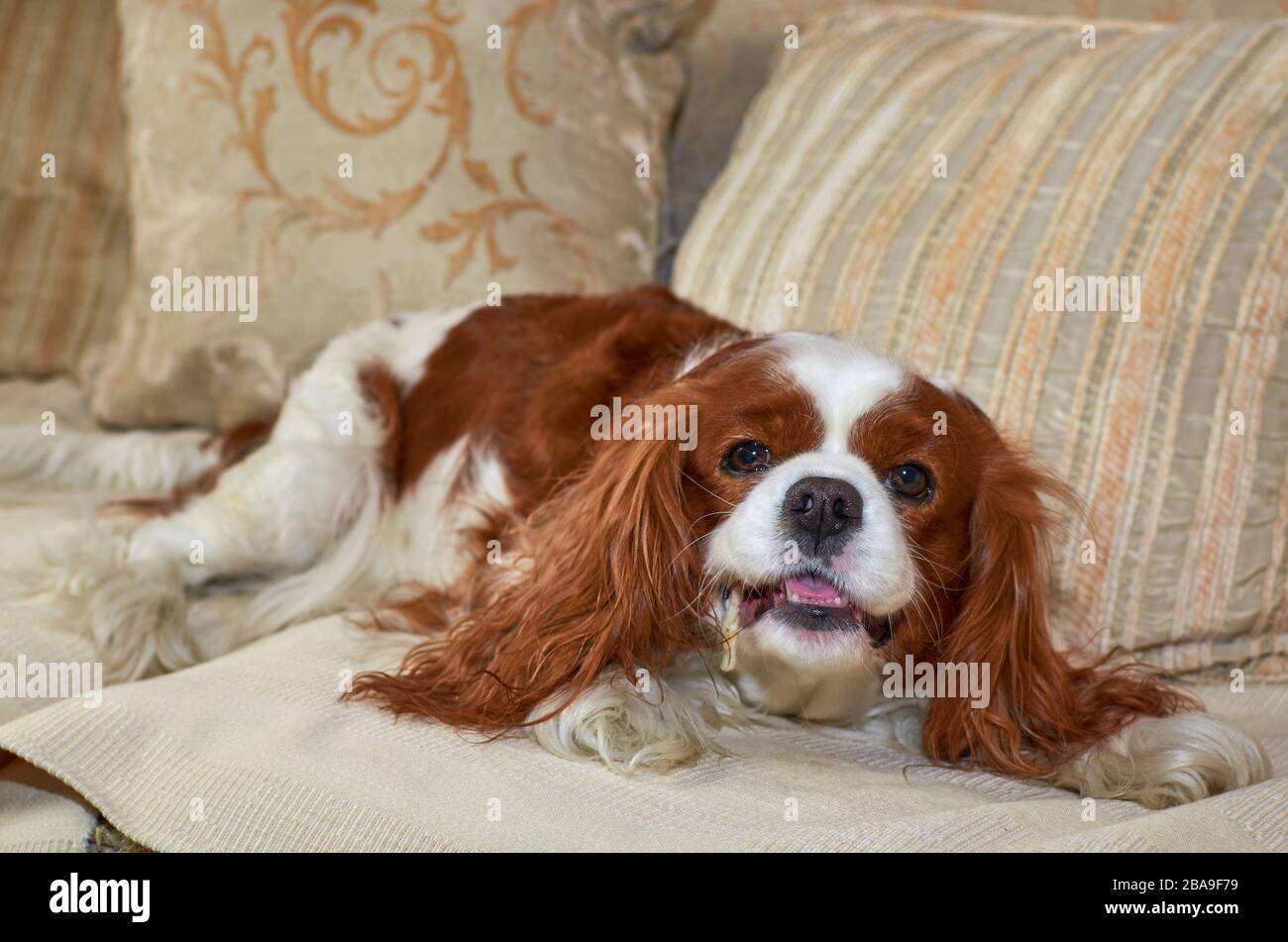 Charming Cavalier King Charles spaniel enjoying eating a snack Stock