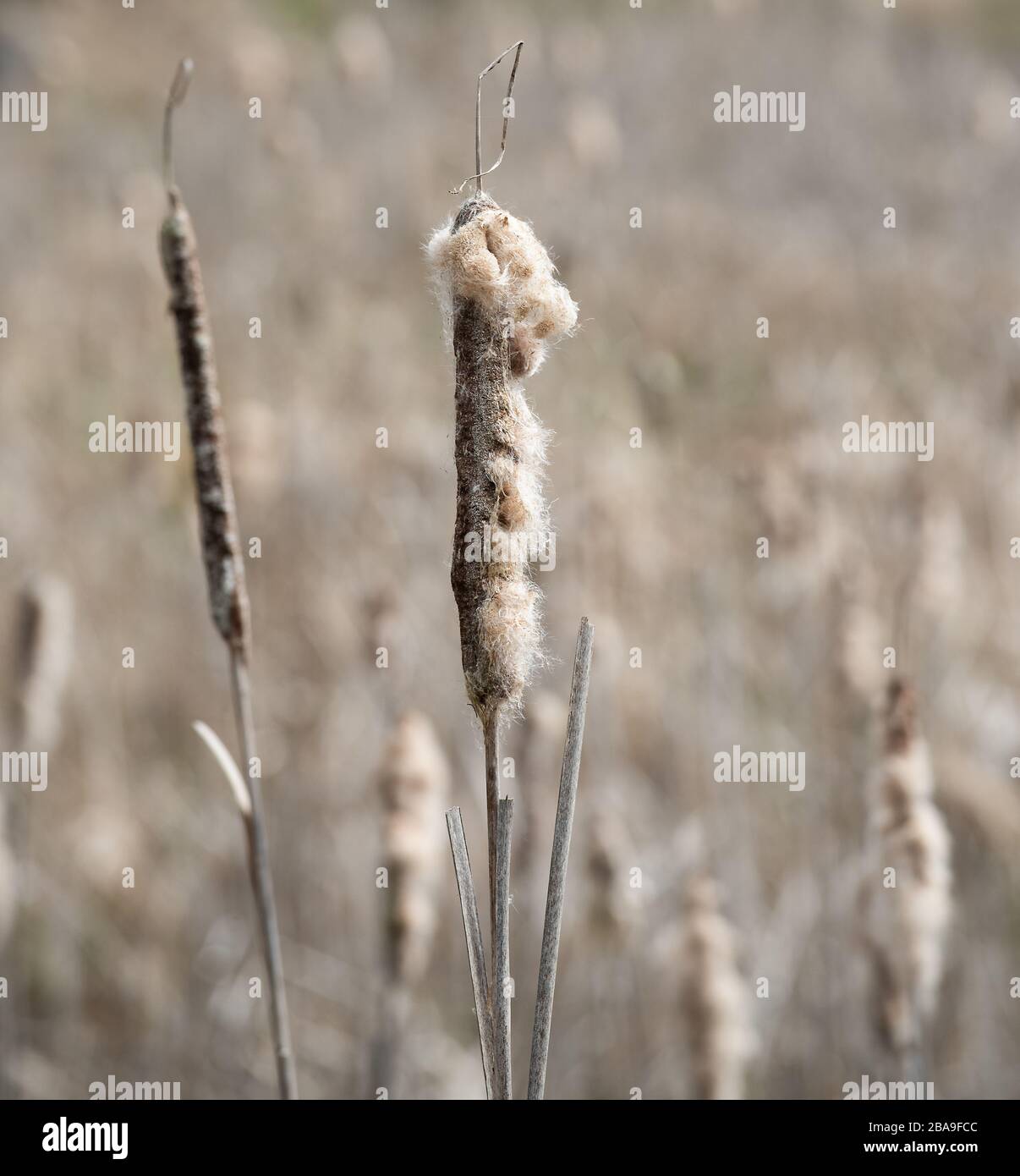 A close up photograph of a spent cat tail. Stock Photo