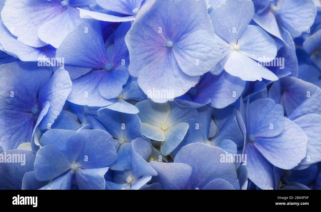 photo of a beautiful flower with delicate blue petals Stock Photo