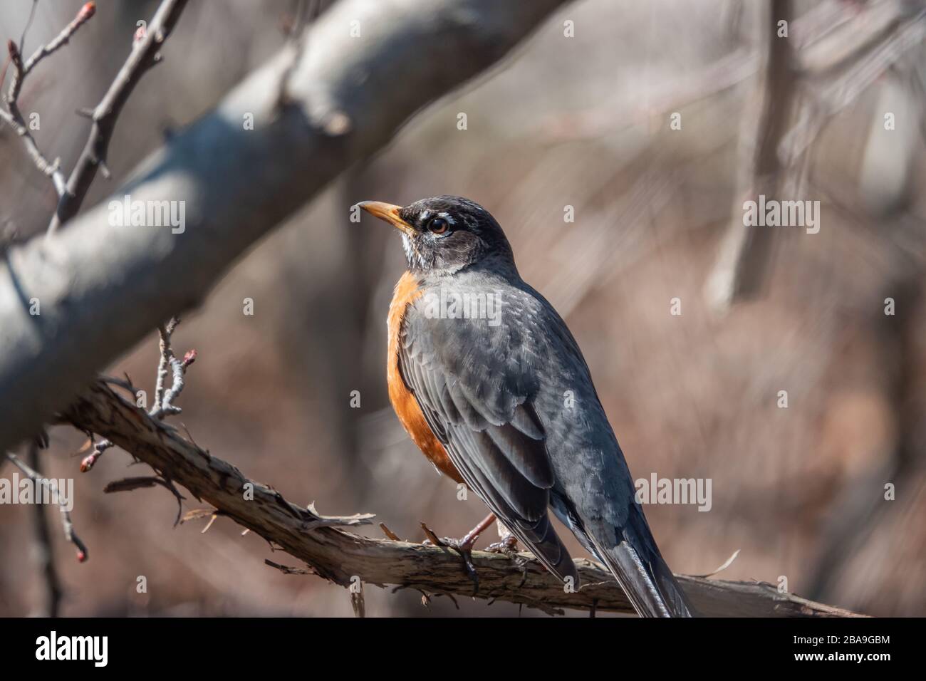 American Robin on Branch in Springtime Stock Photo - Alamy