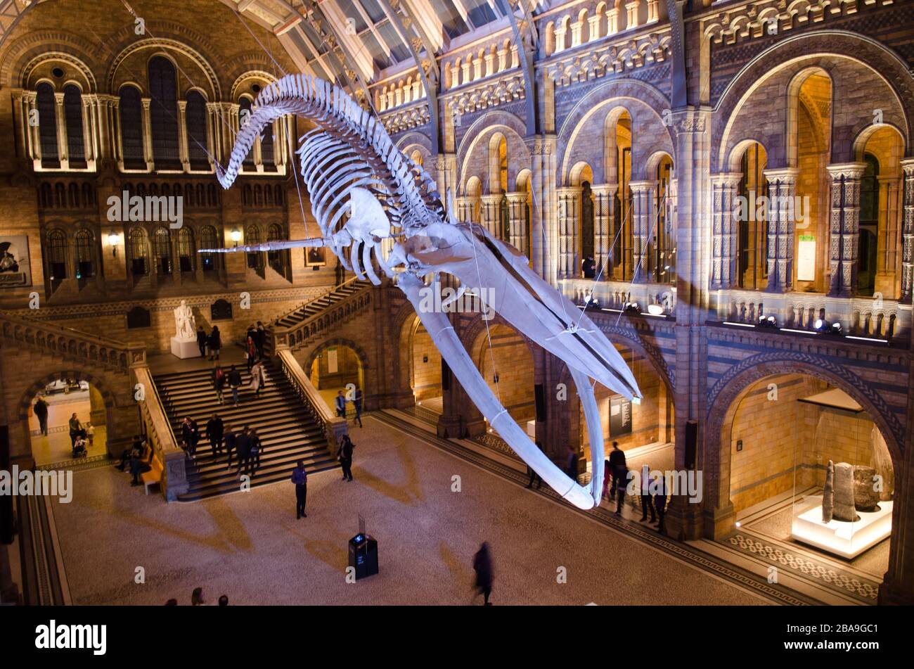 LONDON The Blue Whale Skeleton Hope In The Main Entrance Hall Of The london-the-blue-whale-skeleton-hope-in-the-main-entrance-hall-of-the