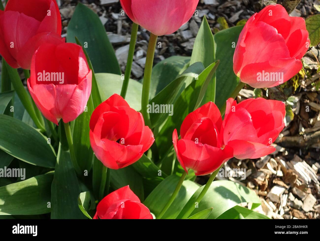 Red tulips blooming in Spring sunshine, South London Stock Photo