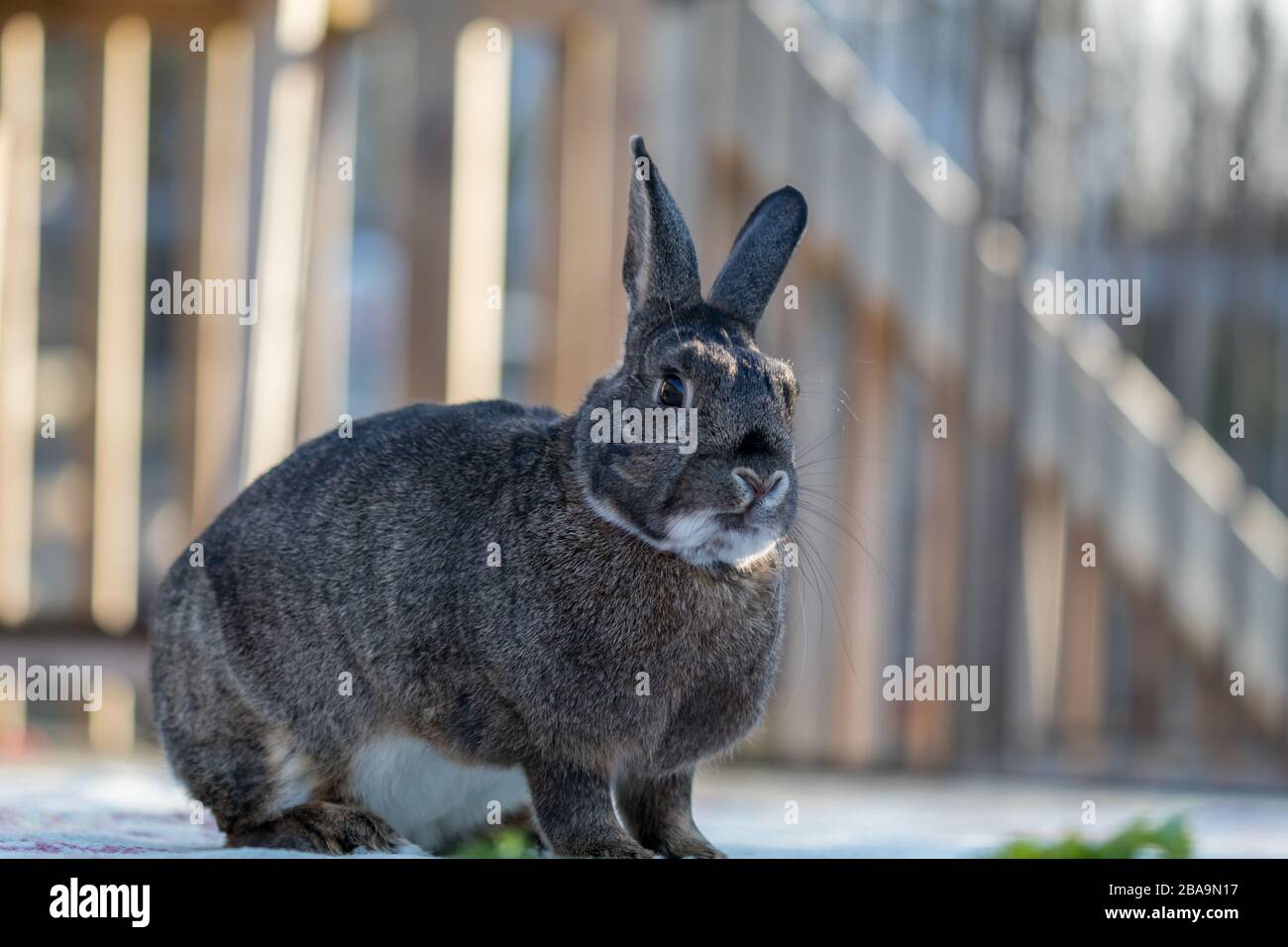 Gray and white bunny rabbit standing on deck in soft muted light Stock